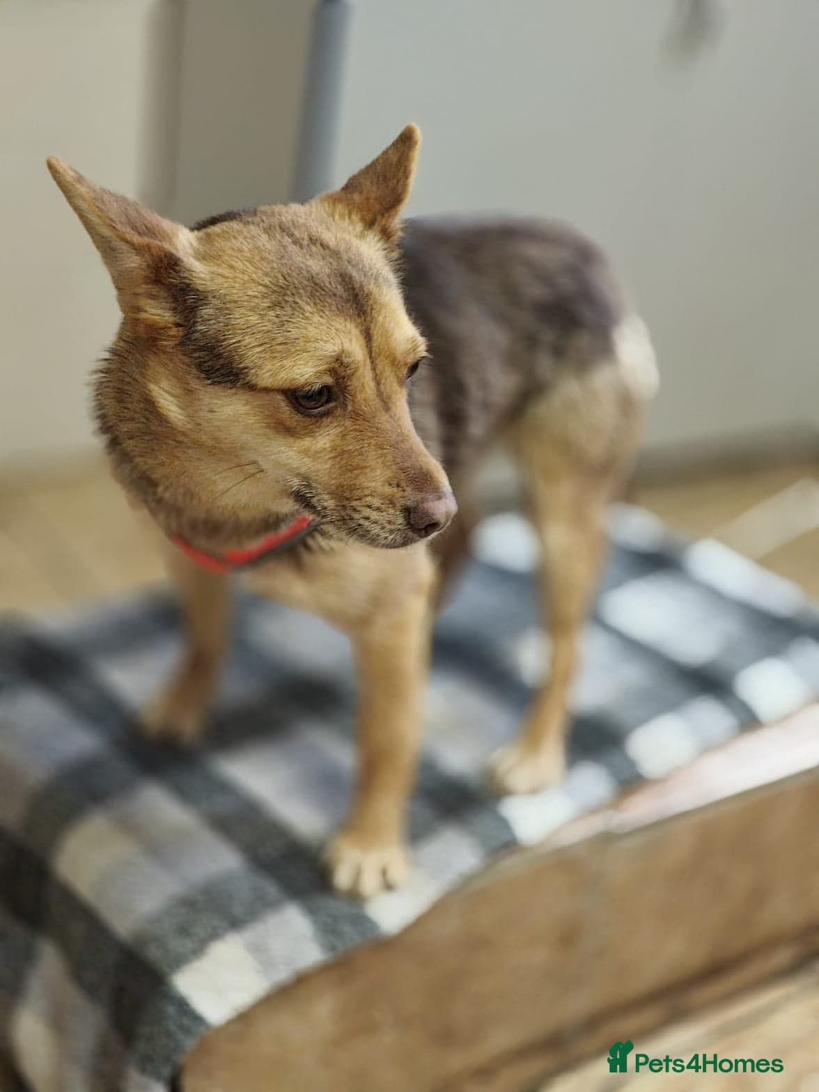 ๏ธ๐ถ rudya photo 8