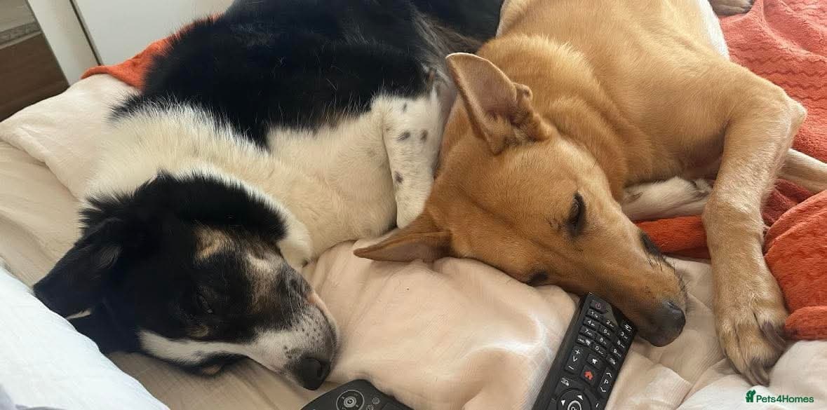 Ella stunning lady photo 4