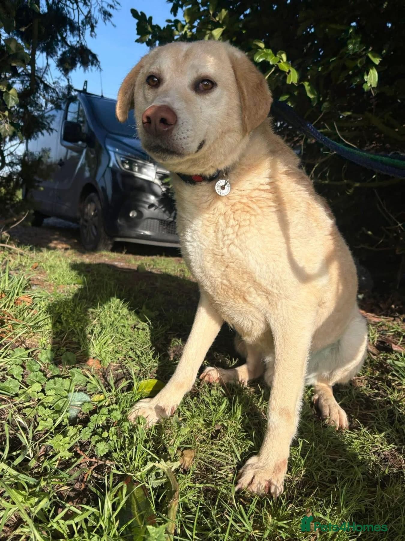 Ralph - Norwich Norfolk photo 3