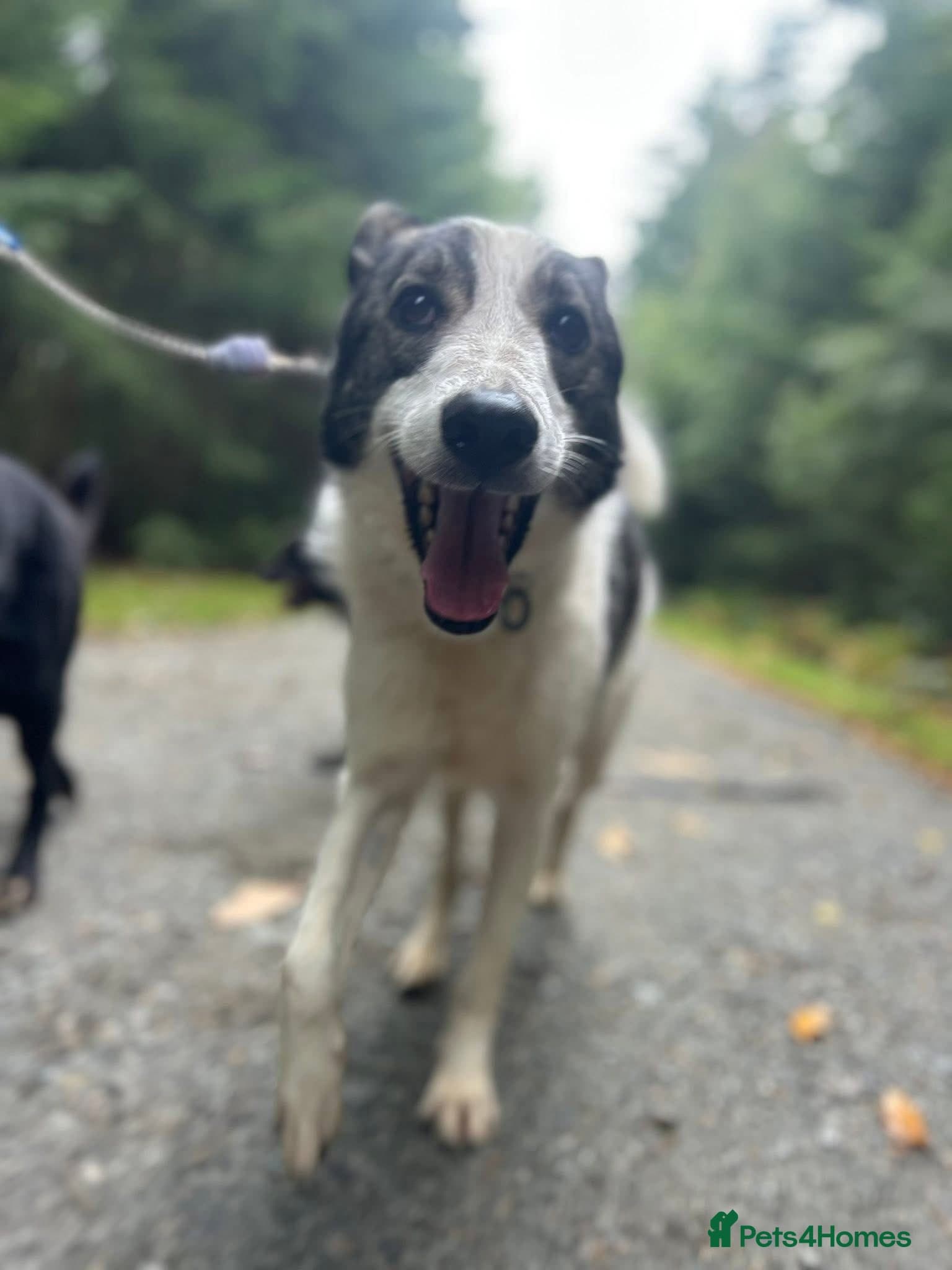 Matteo - Norwich Norfolk photo 3