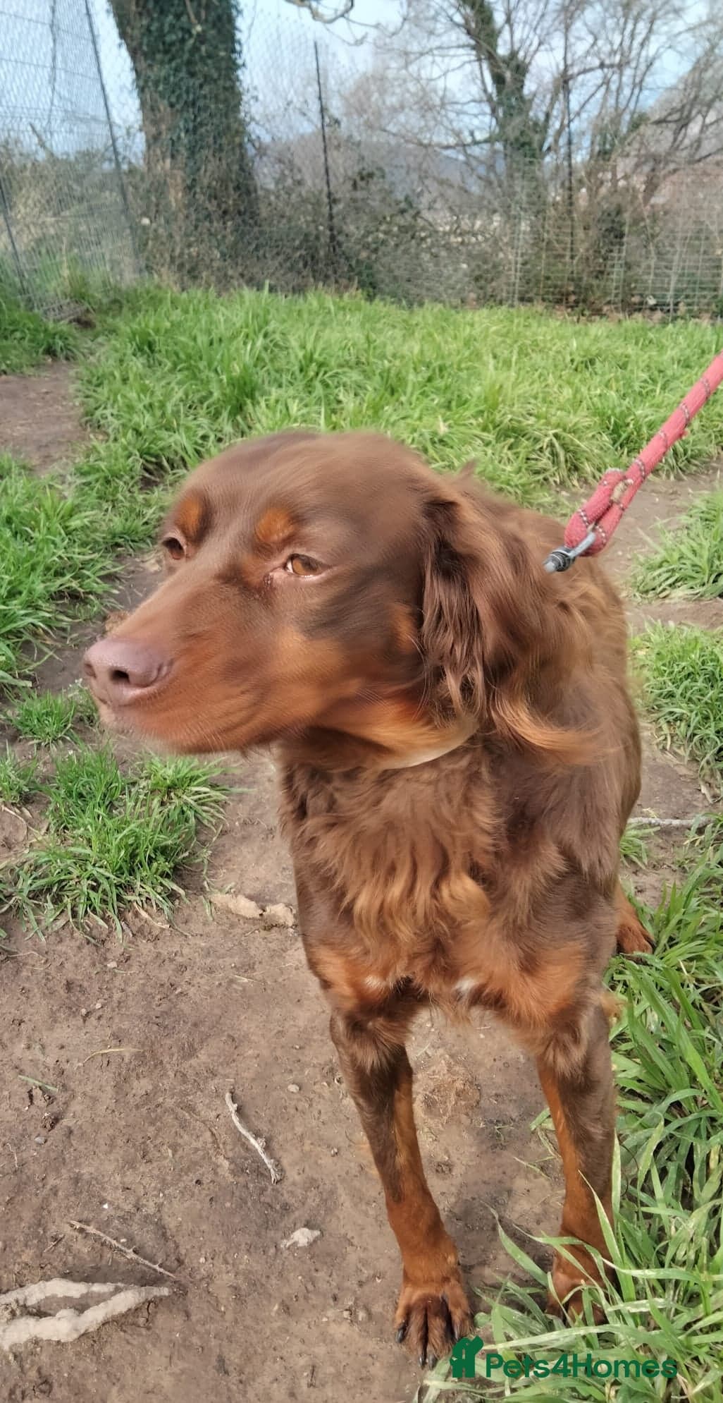 Diana, a lovely young Brittany photo 4