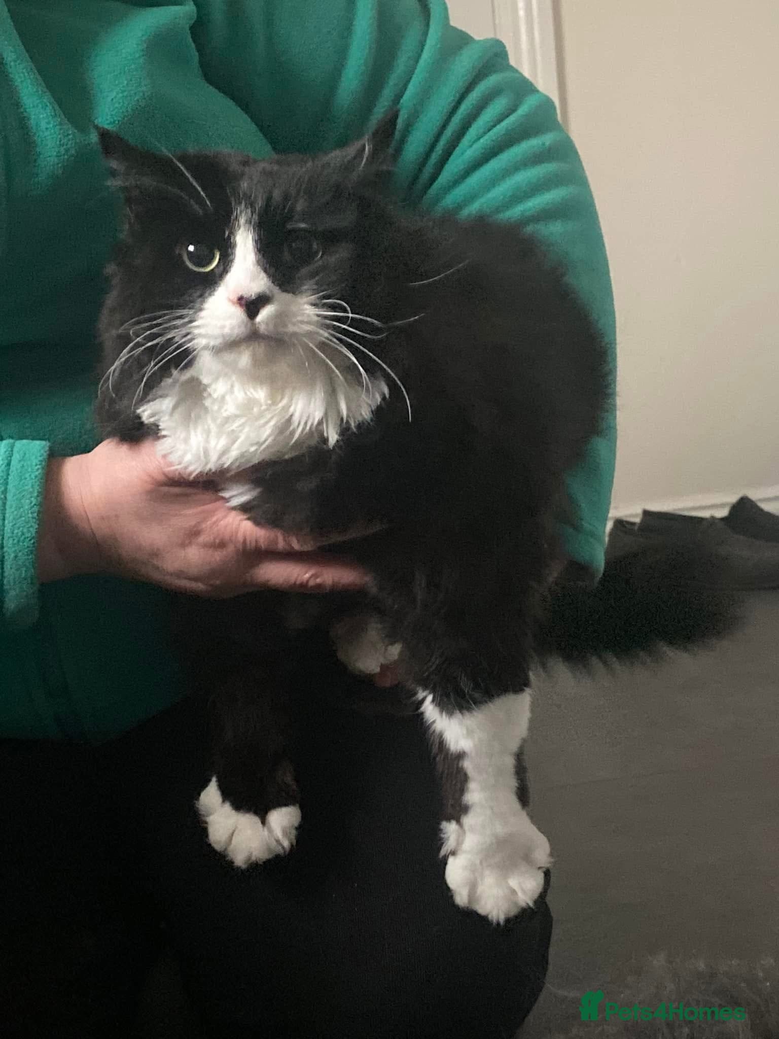 lovely boys — Mixed Breed