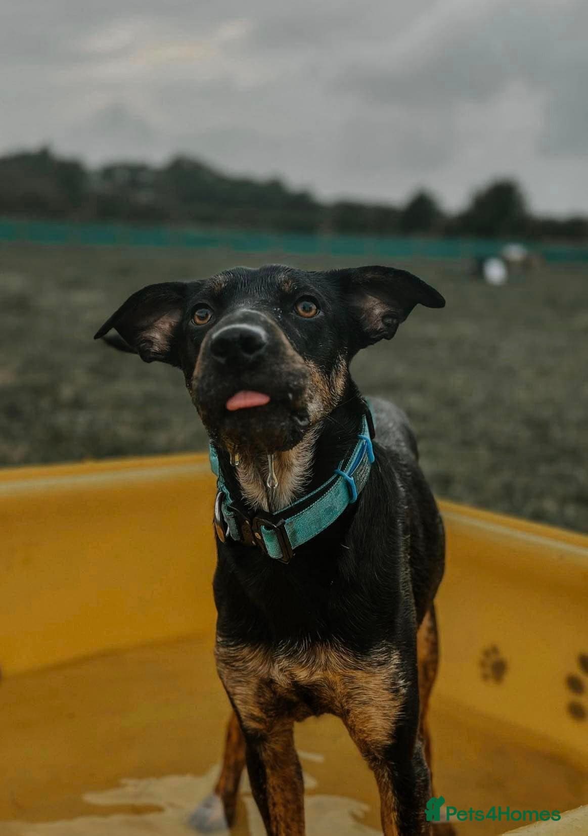 Madonna 18 month old female photo 2