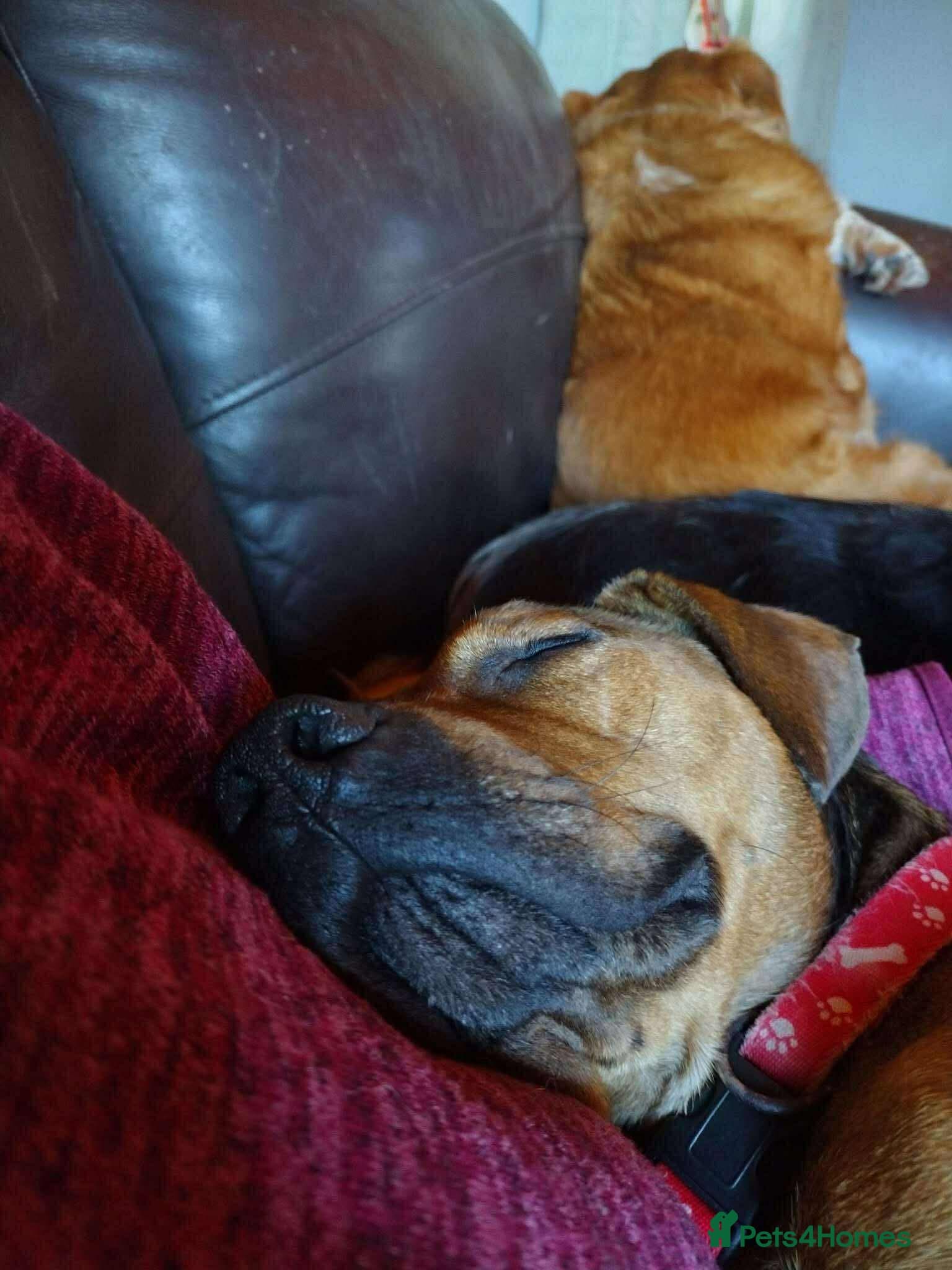 Rescue boy Noodle photo 8