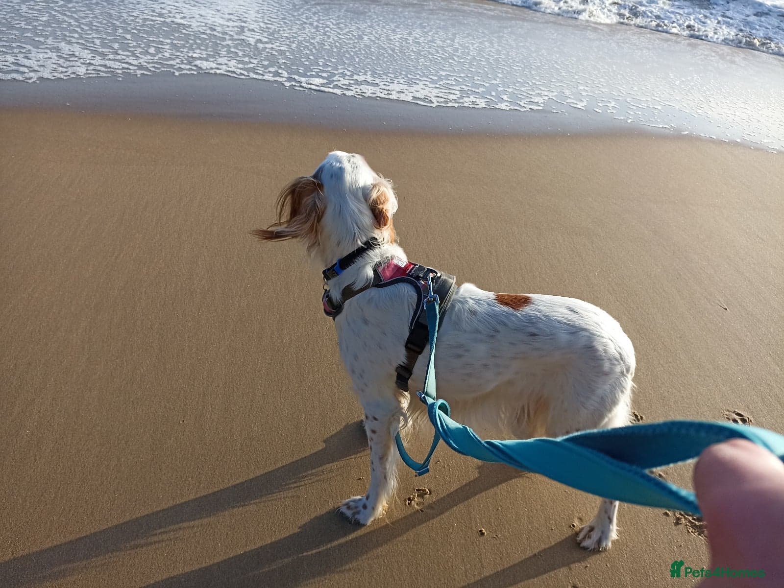 Parchi (Lucas) photo 15