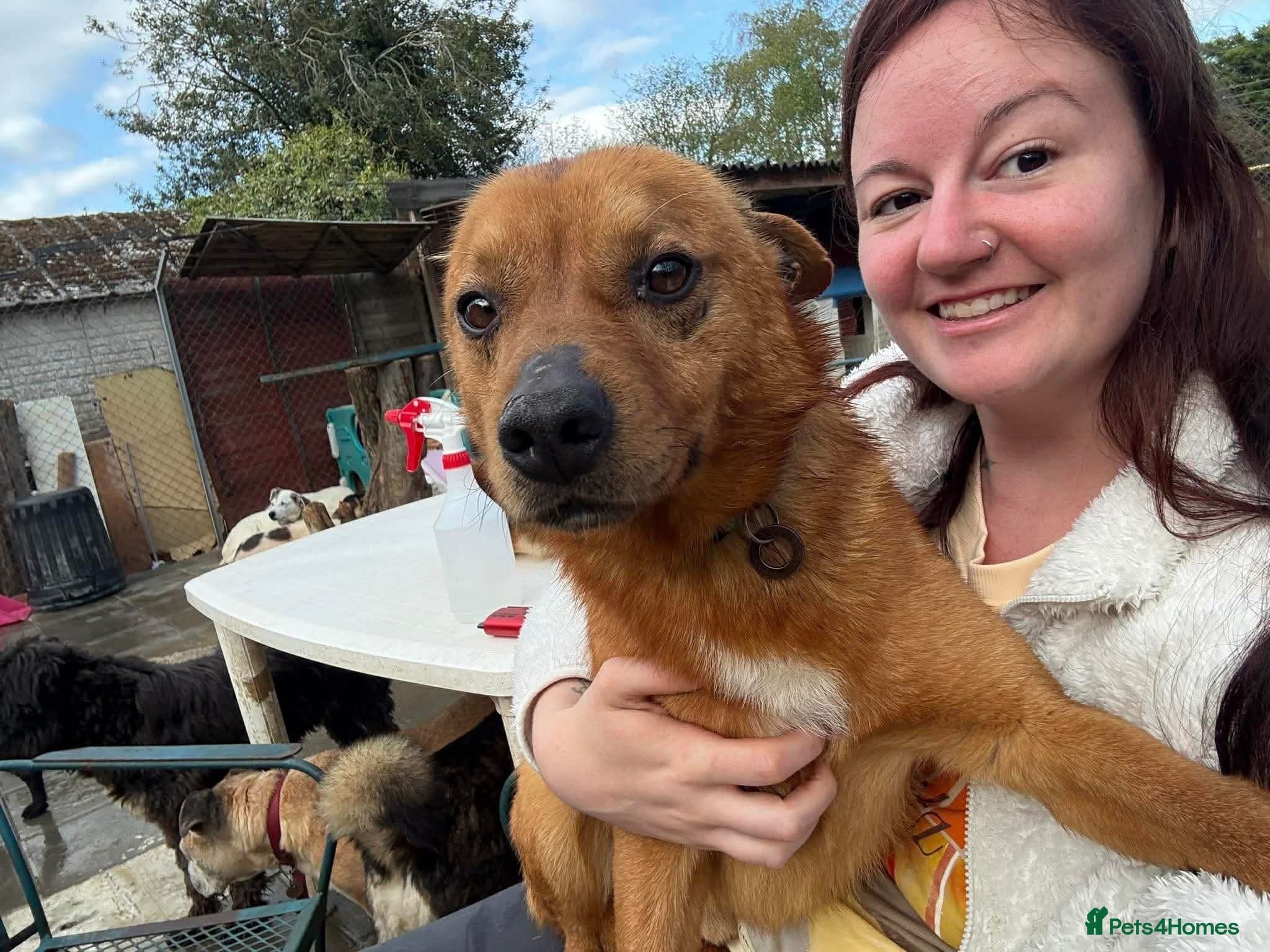 Eli - Norwich Norfolk β Mixed Breed