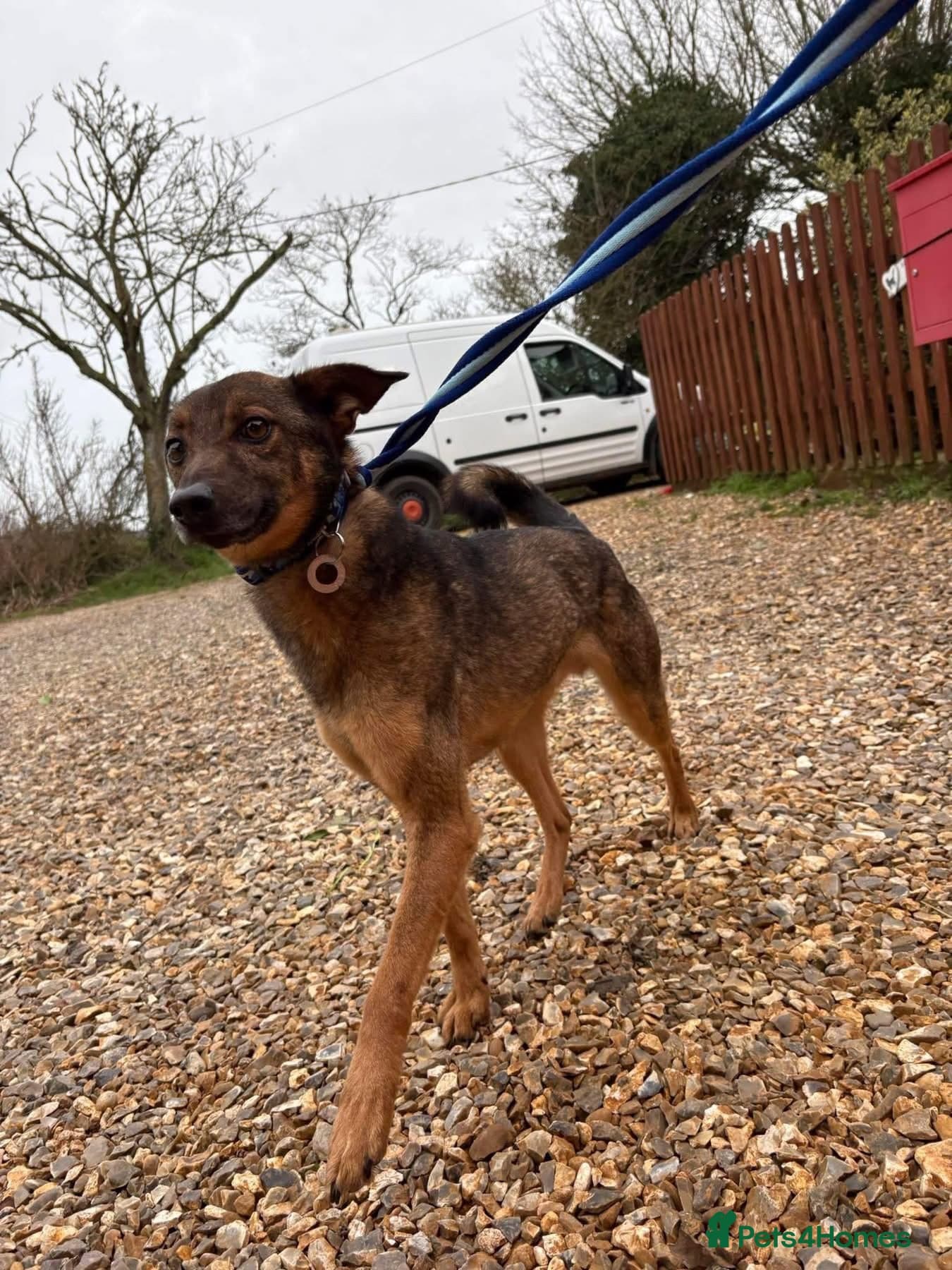 Figgy - Norwich Norfolk photo 12