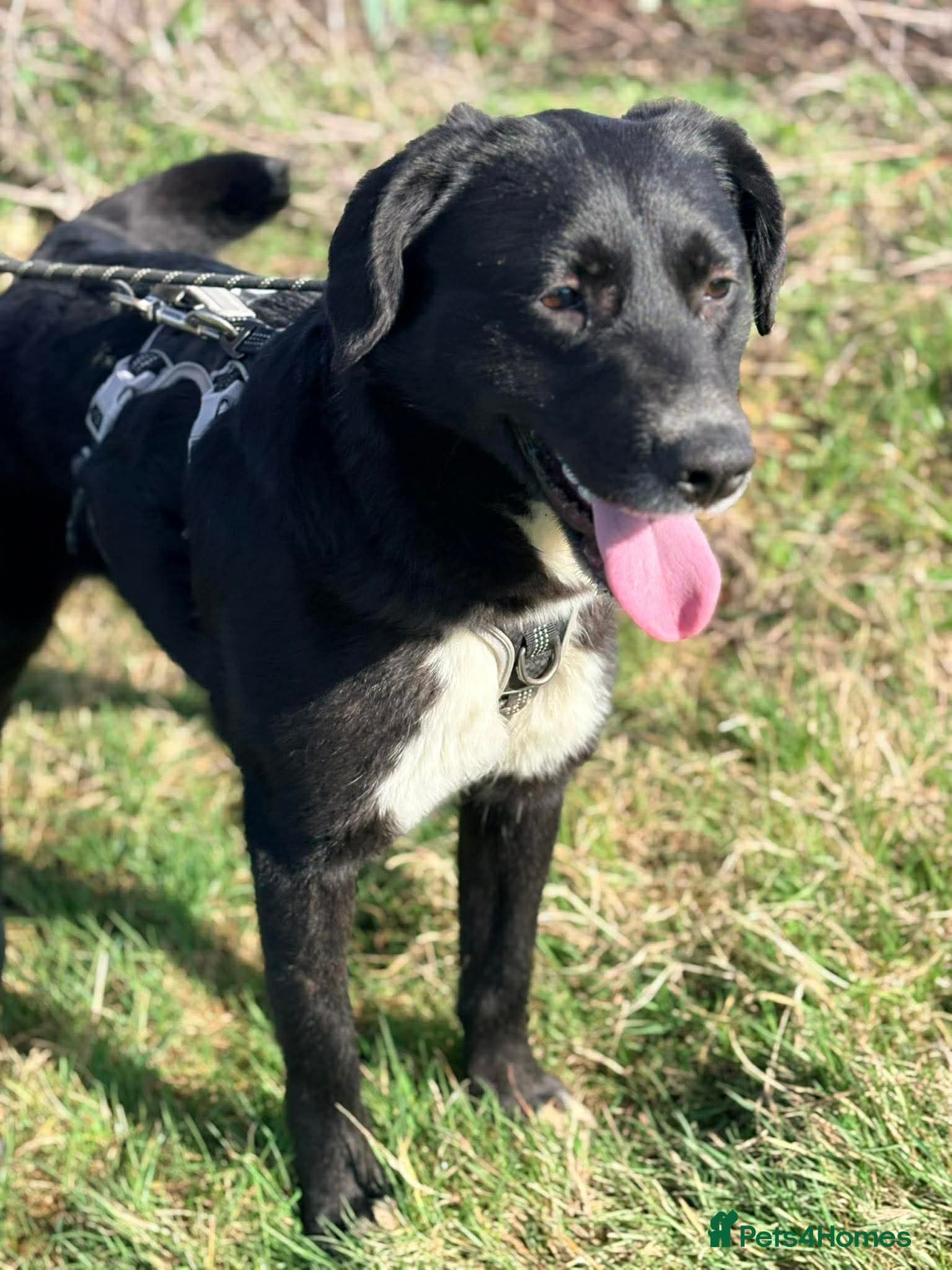 Meet Peaches, currently residing in Essex — Mixed Breed