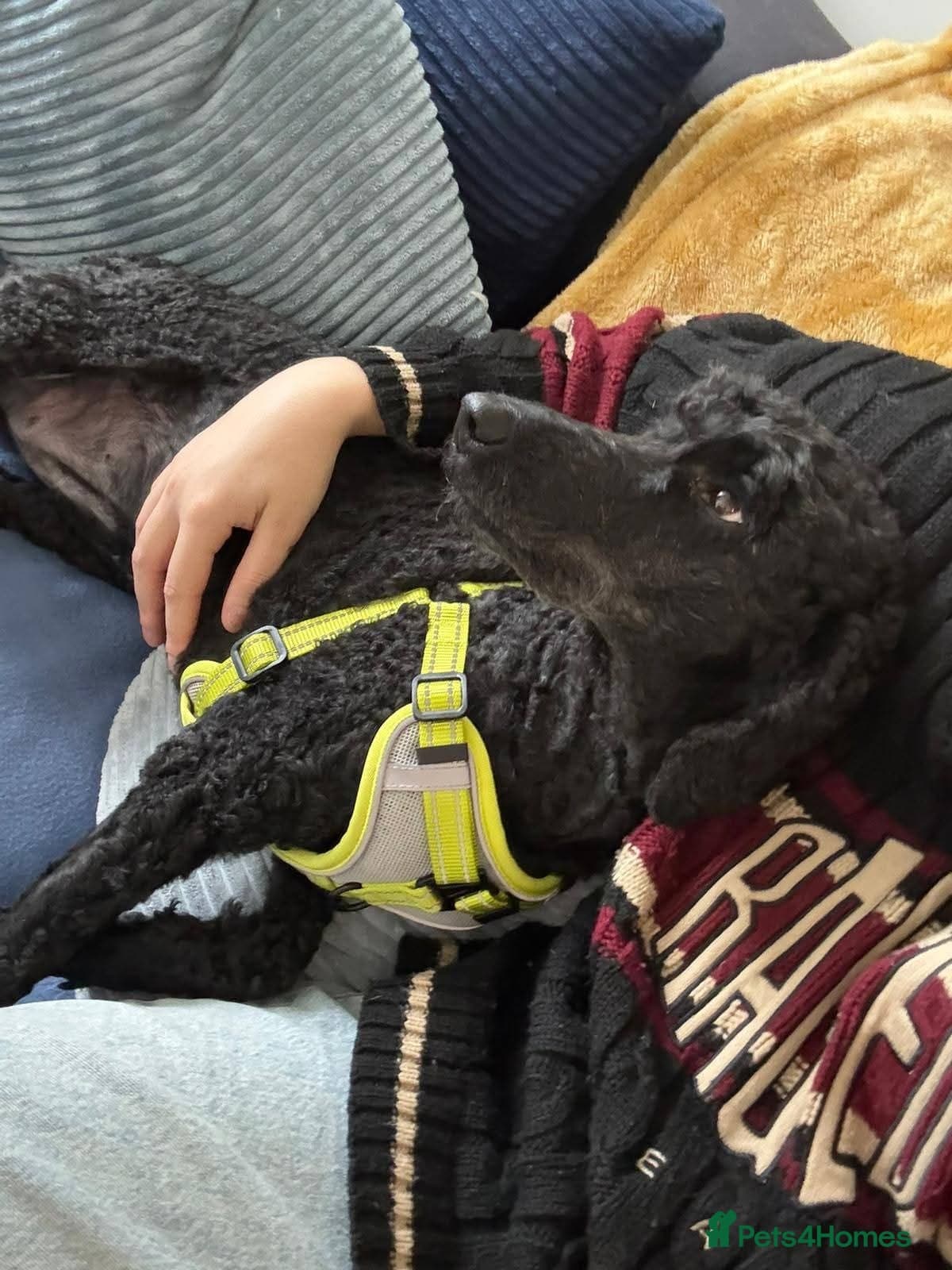 οΈπΆ charlie photo 4