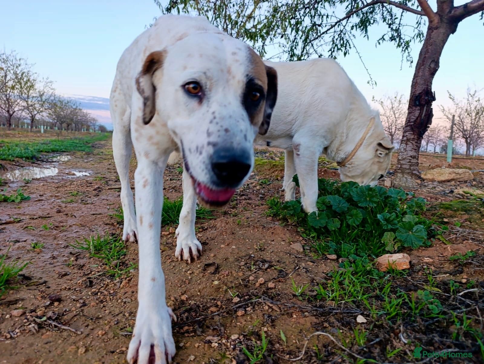 ️🚨URGENT🚨‼️FOSTER OR adopt Bimba🩷🐾 — Mixed Breed