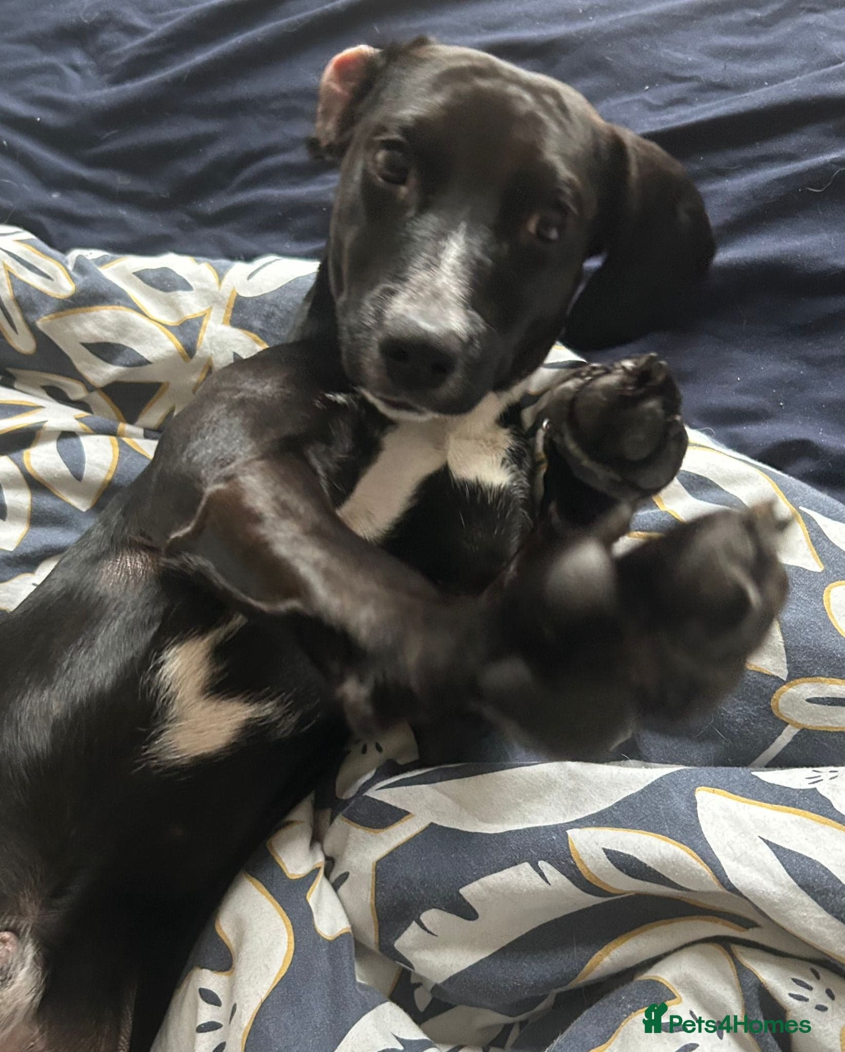 ๏ธ๐ถ walter photo 14