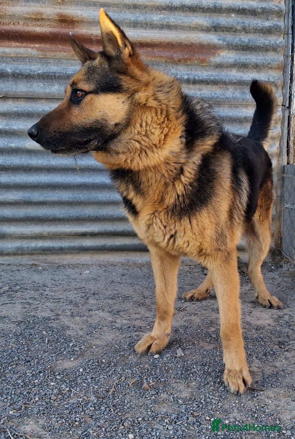 ️URGENT‼️🚨 Bandit 💙🐾 photo 13