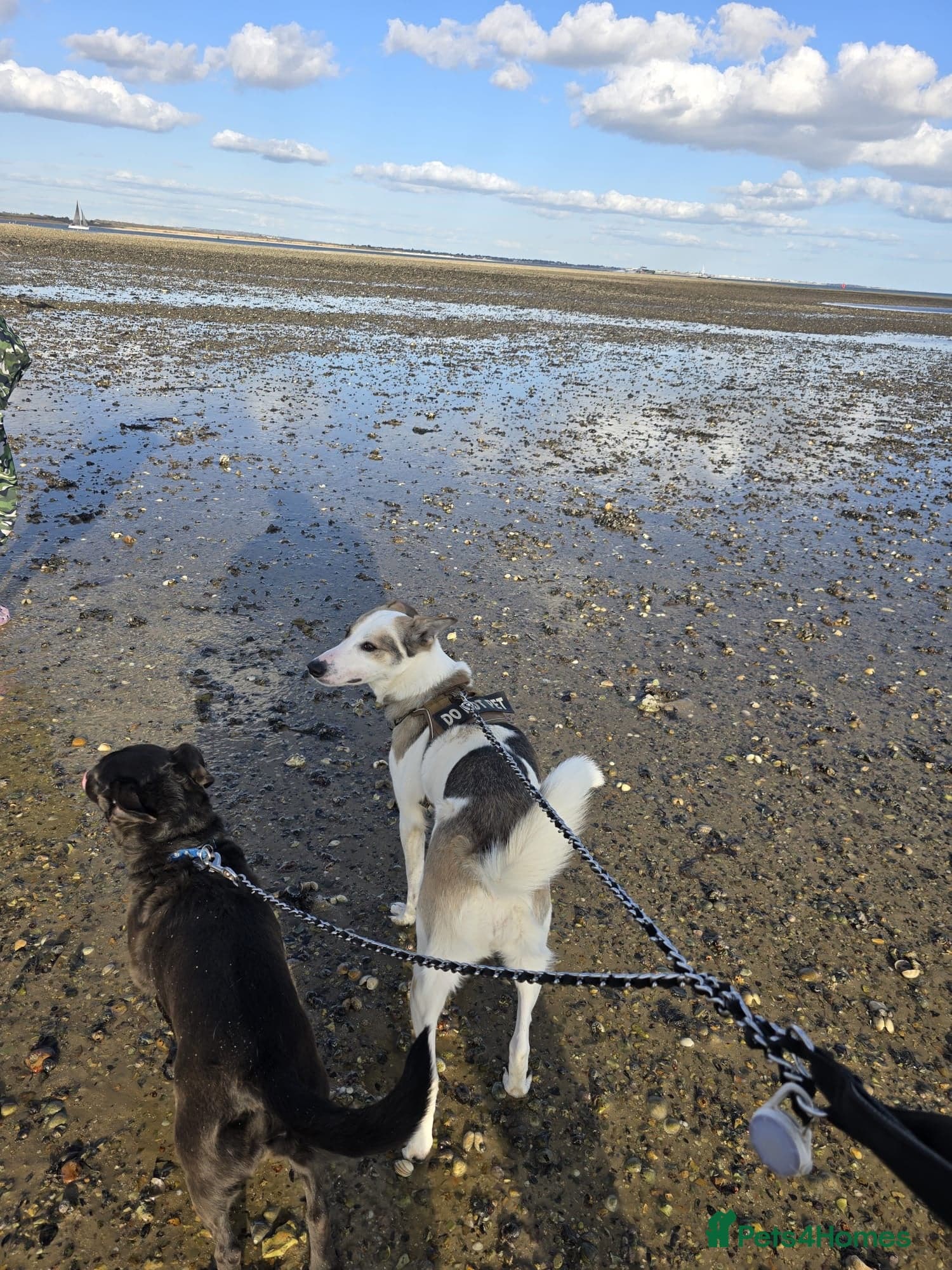 οΈπΆ bela photo 8