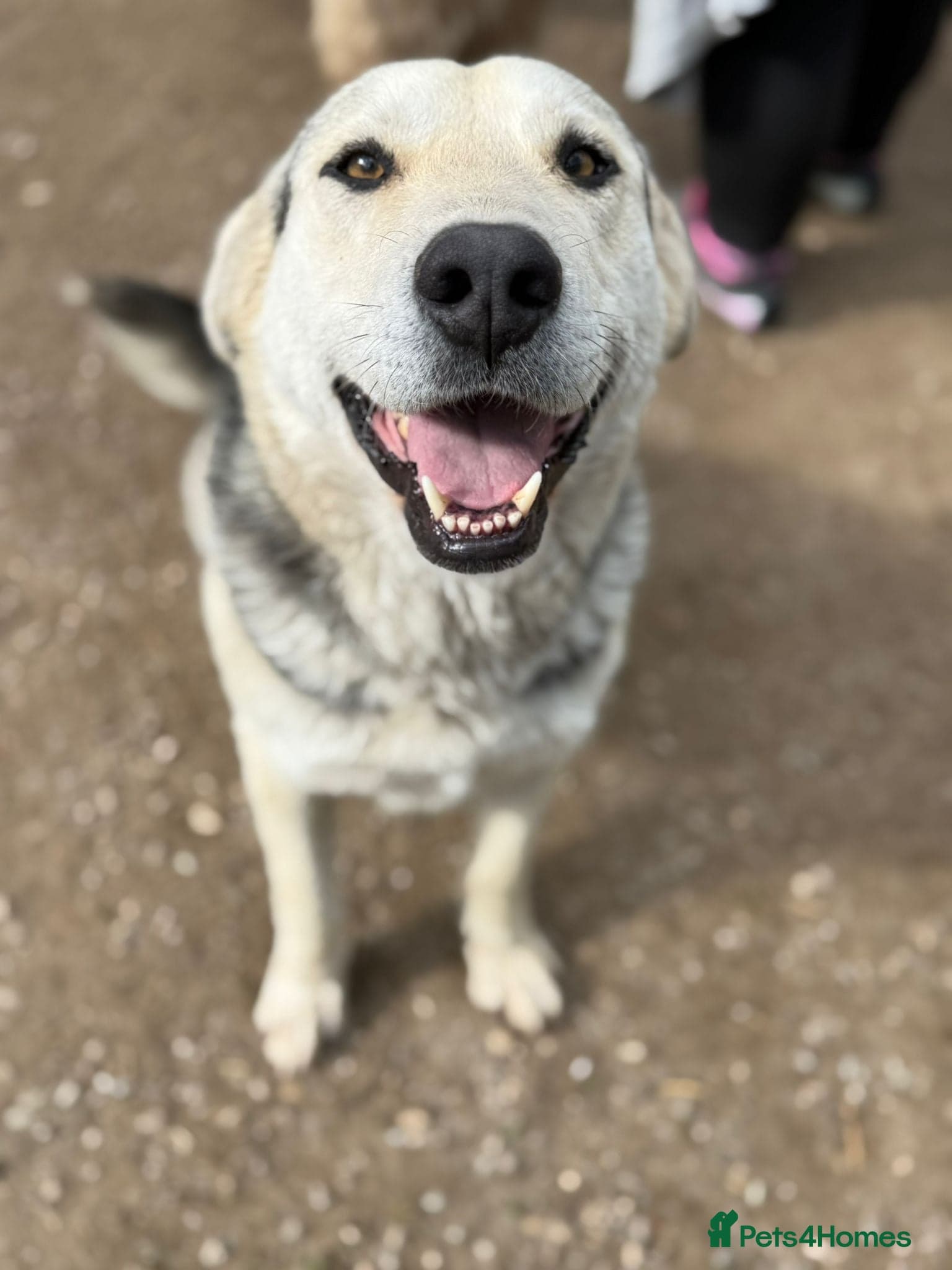 Gruia π β Mixed Breed