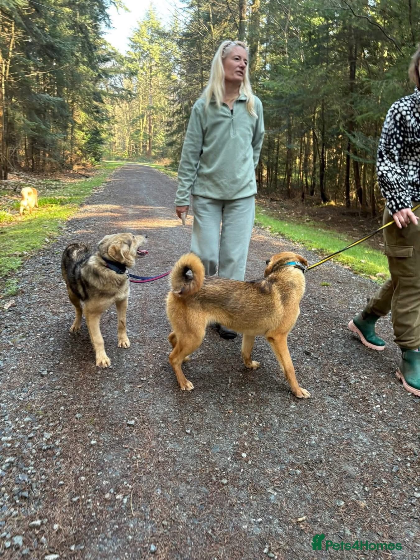 Neddy - Norwich Norfolk photo 5