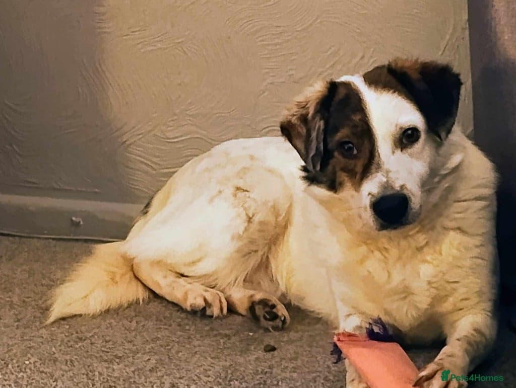 Meet Patch, currently residing in Sheffield — Mixed Breed