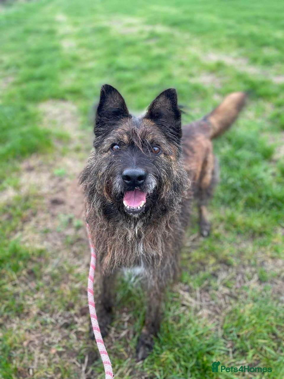 Meet Aran, currently residing in Cheshire photo 3