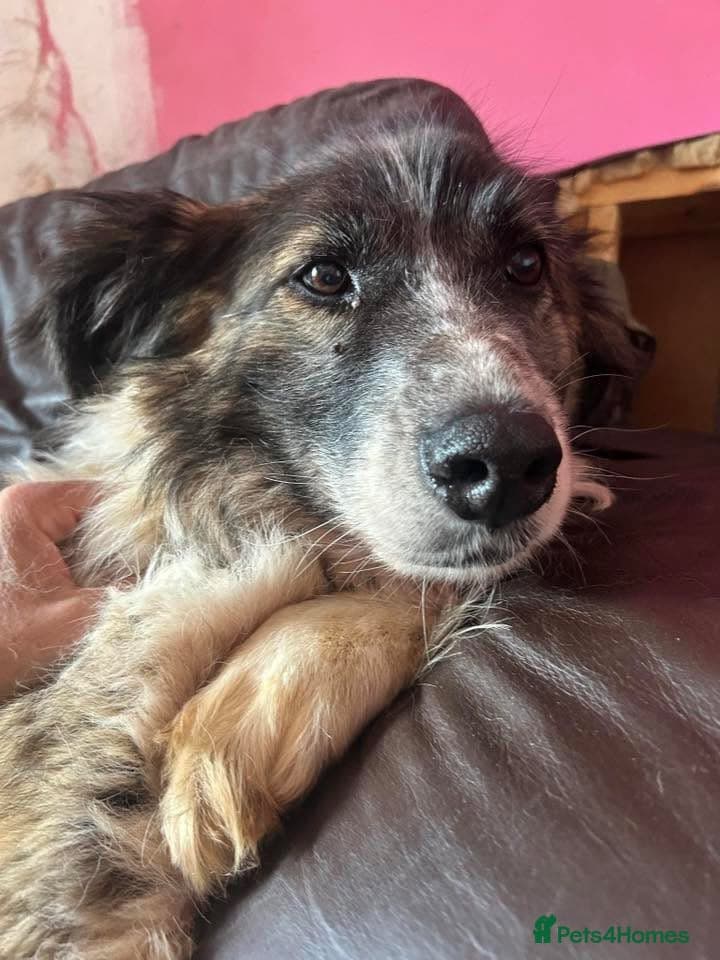 Hilda - Norwich Norfolk photo 4