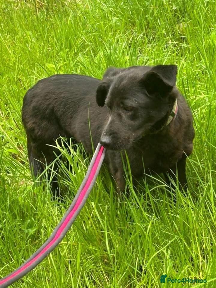 Blossy - Norwich Norfolk photo 13