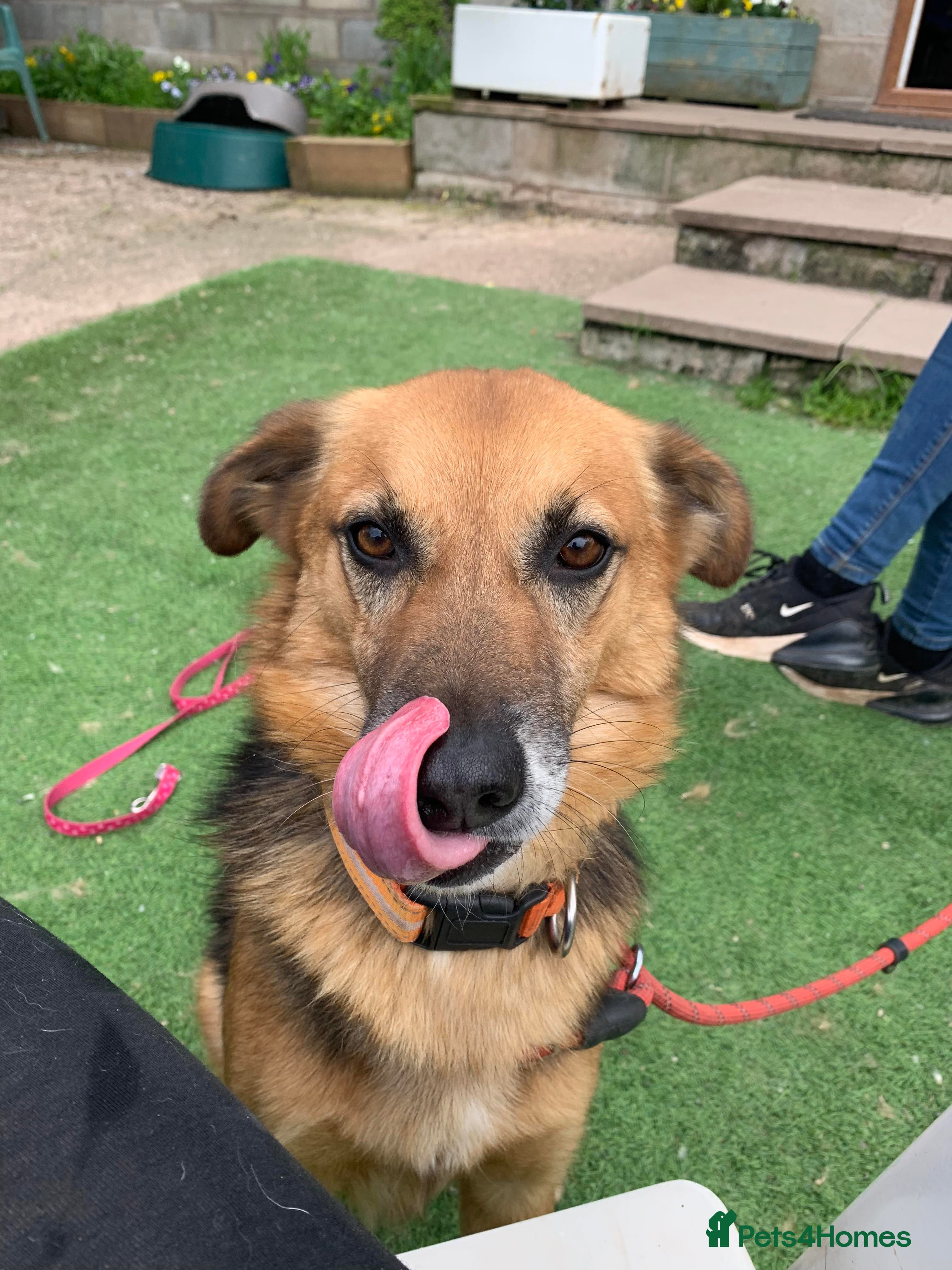 Meet Star, currently residing in Cheshire photo 4