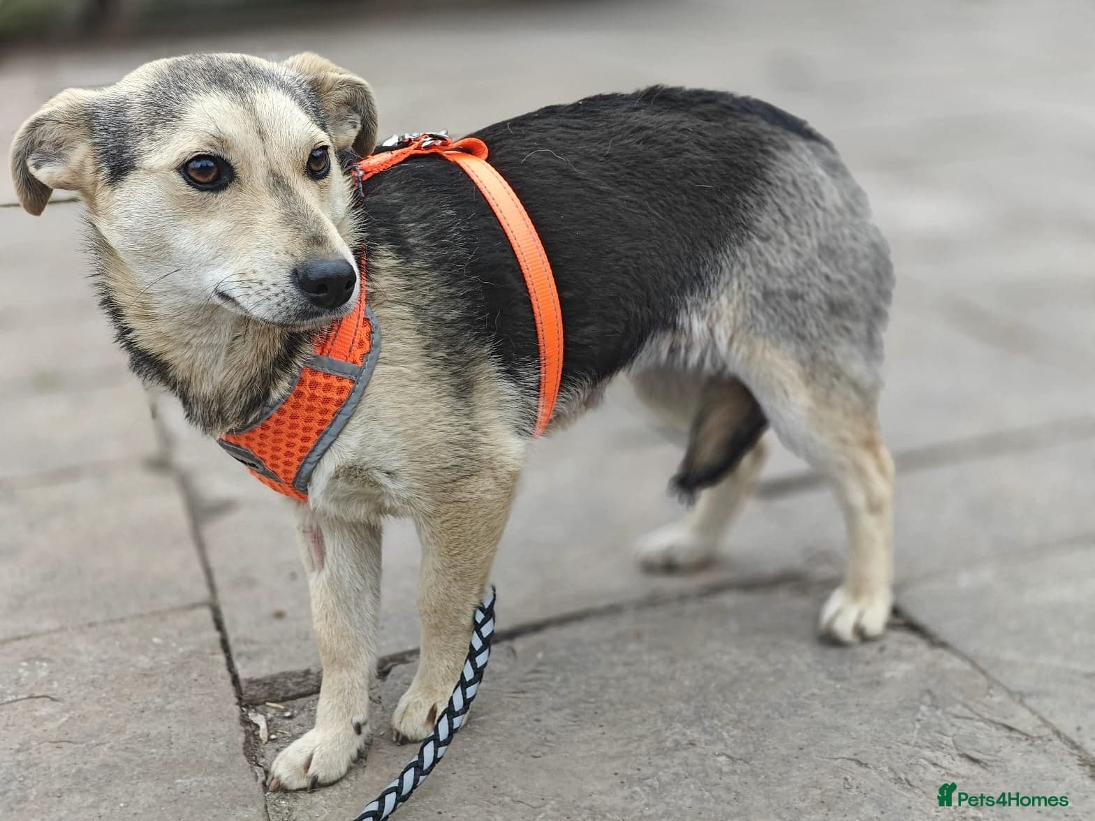 οΈπΆ maree photo 16