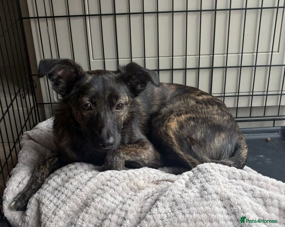 Urgent: ๐milo๐ photo 2