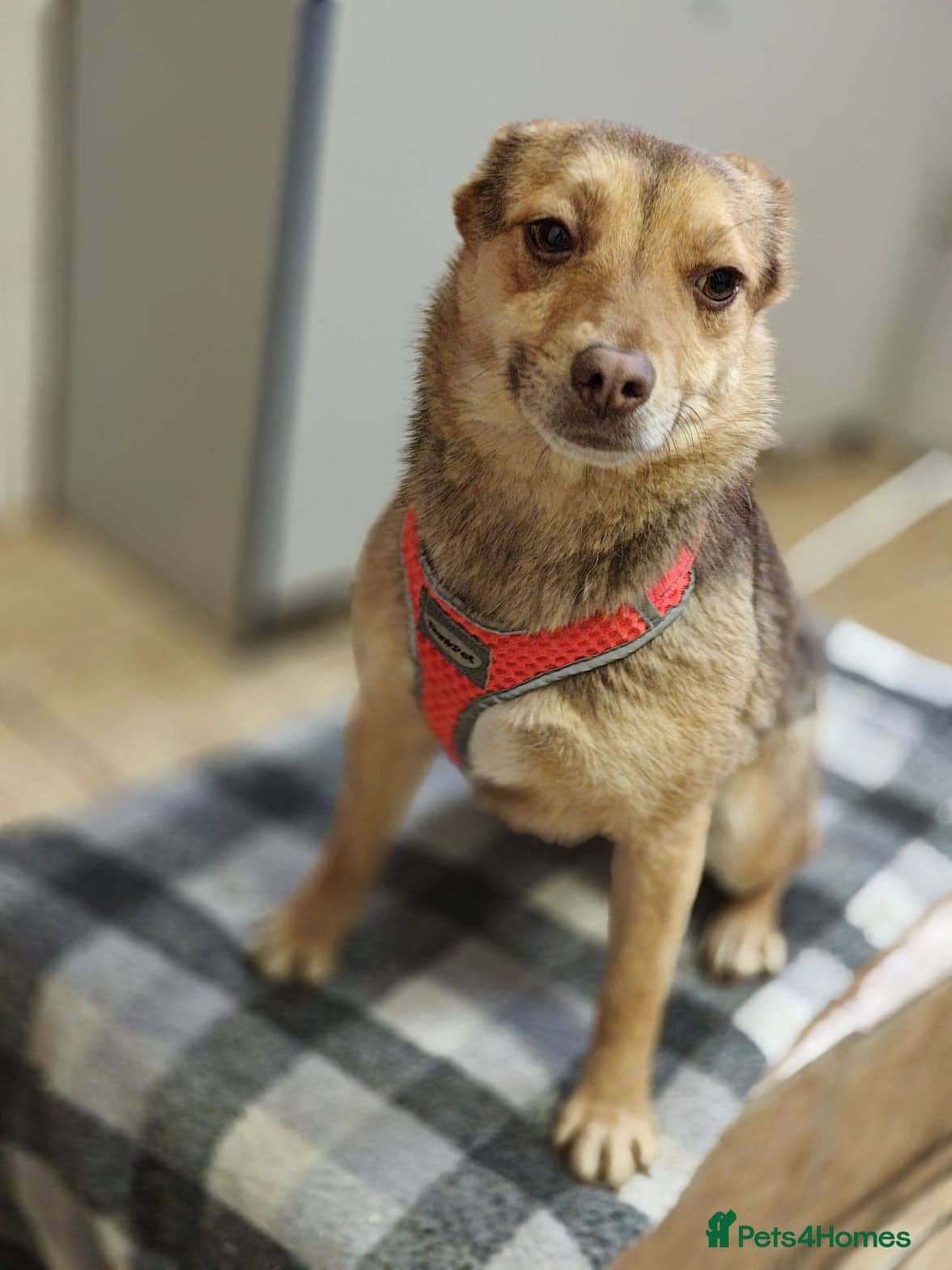 ๏ธ๐ถ rudya photo 10