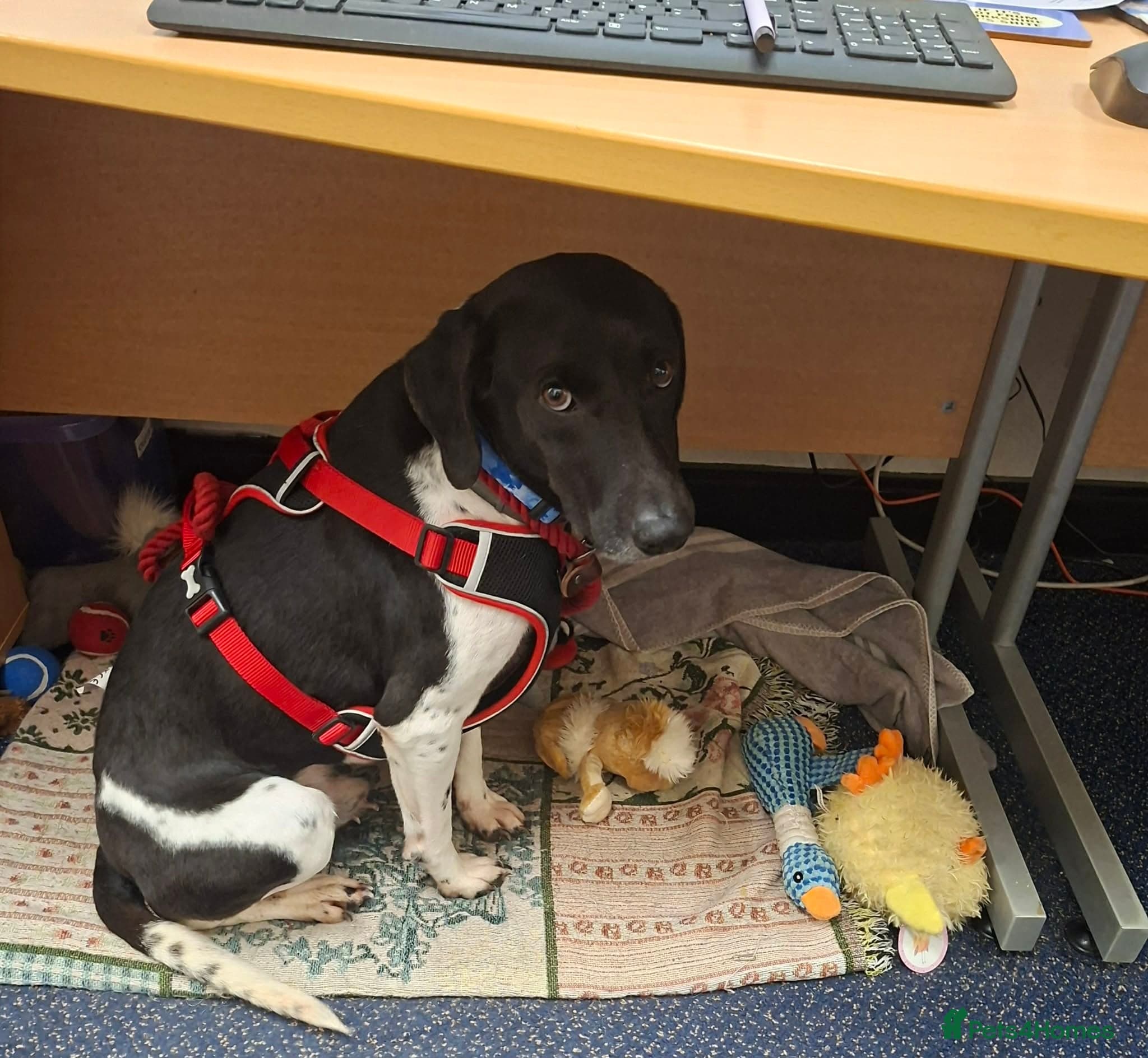 Stratos ! ❤️ a Cypriot sweetheart photo 14