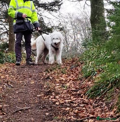 JOJO,URGENT🖤 Superb big Girl photo 8