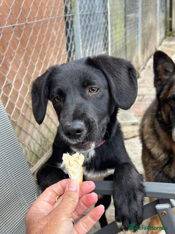 Barney - Norwich norfolk photo 18