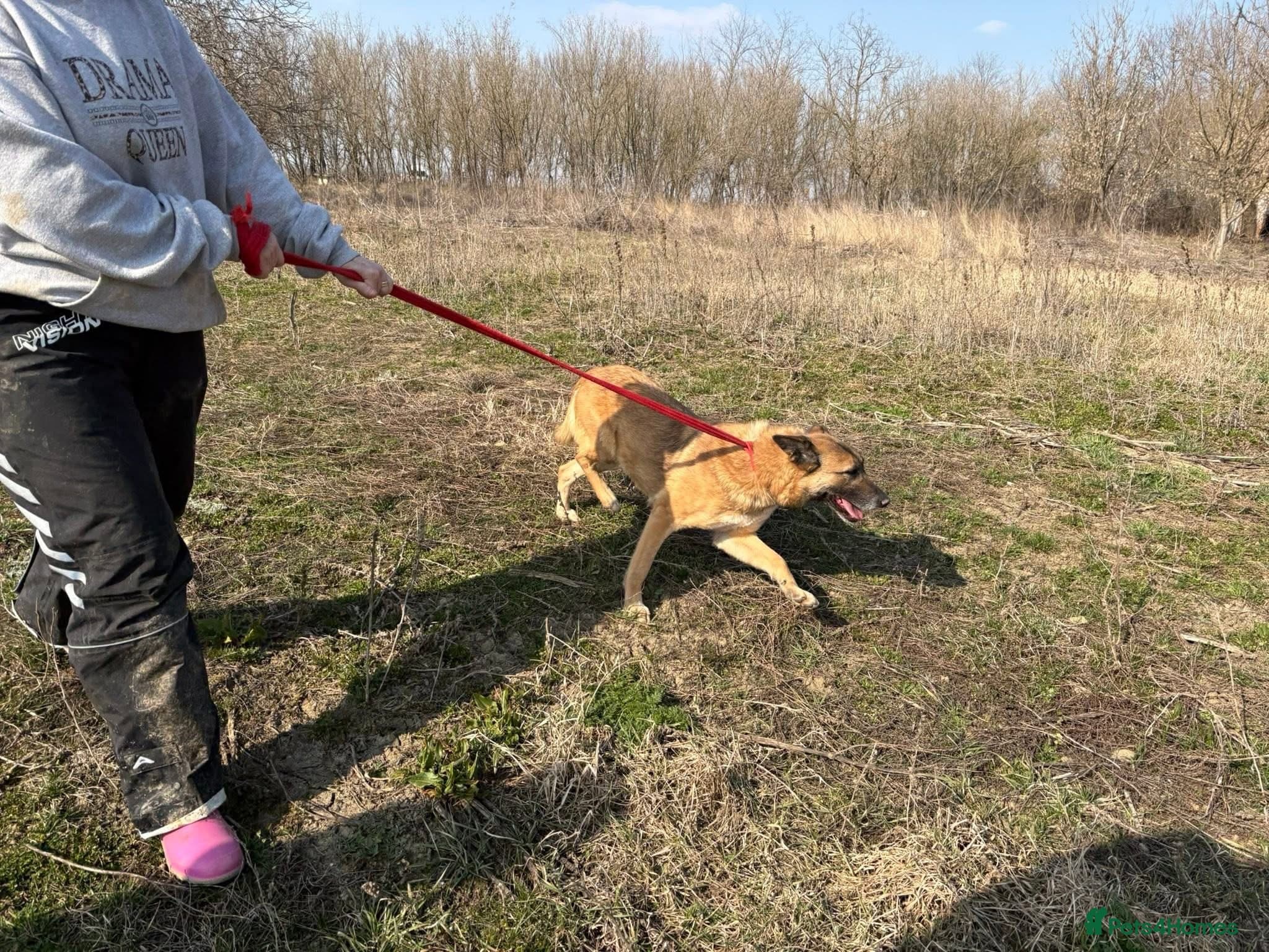 Thelma - Norwich Norfolk β Mixed Breed