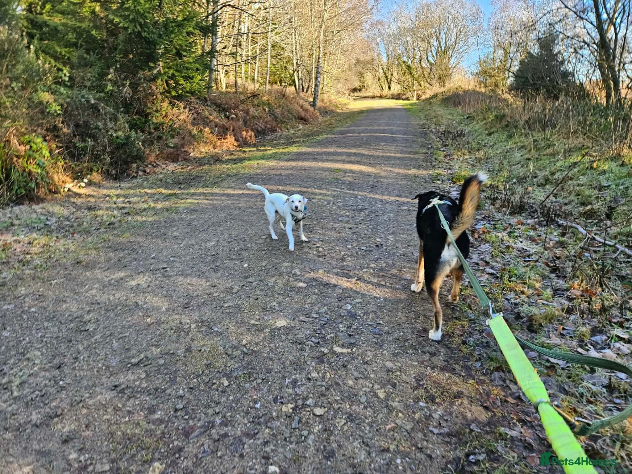 Sweet senior Bobby photo 11