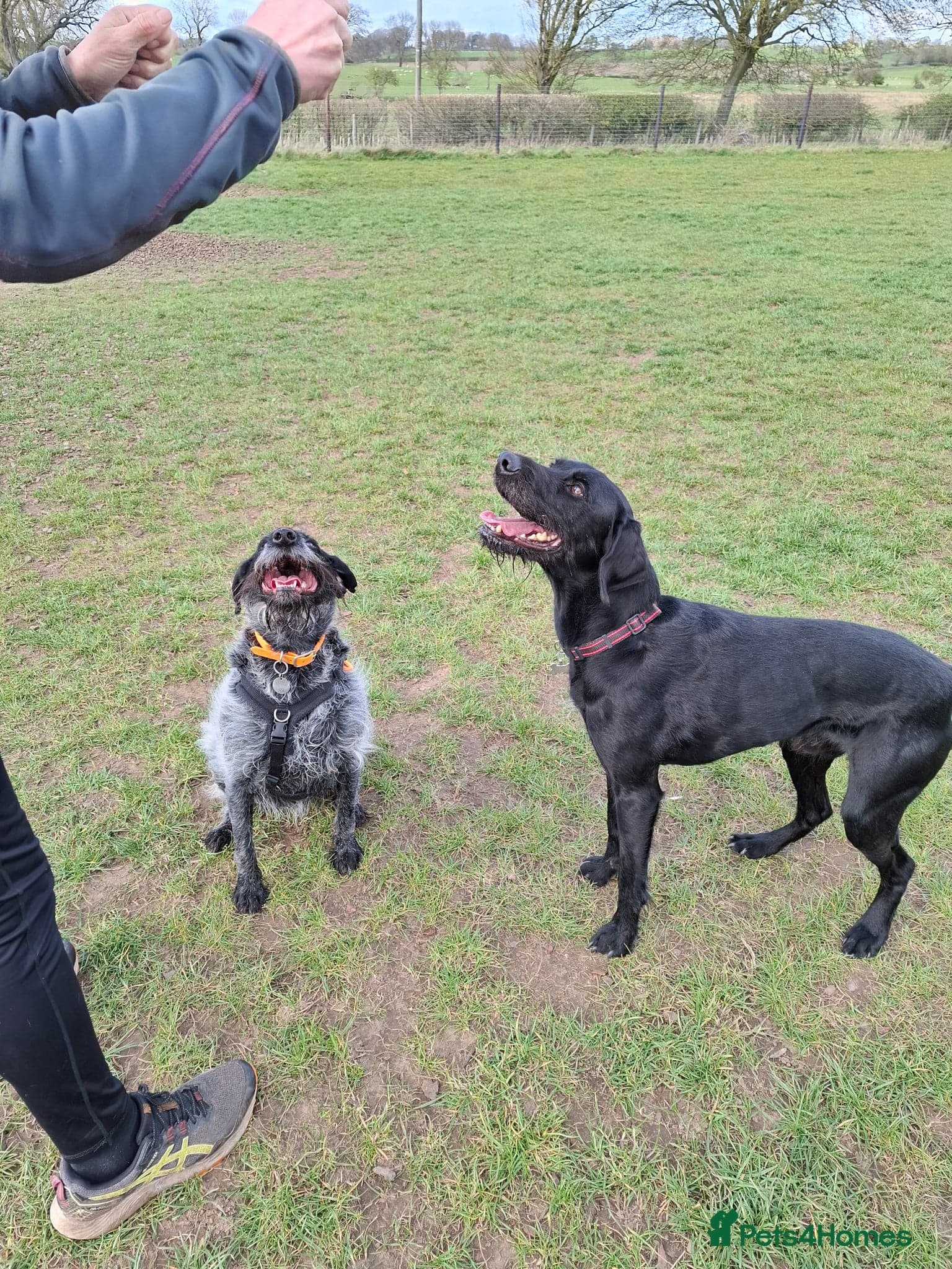 Guppy - GWP x lab photo 5