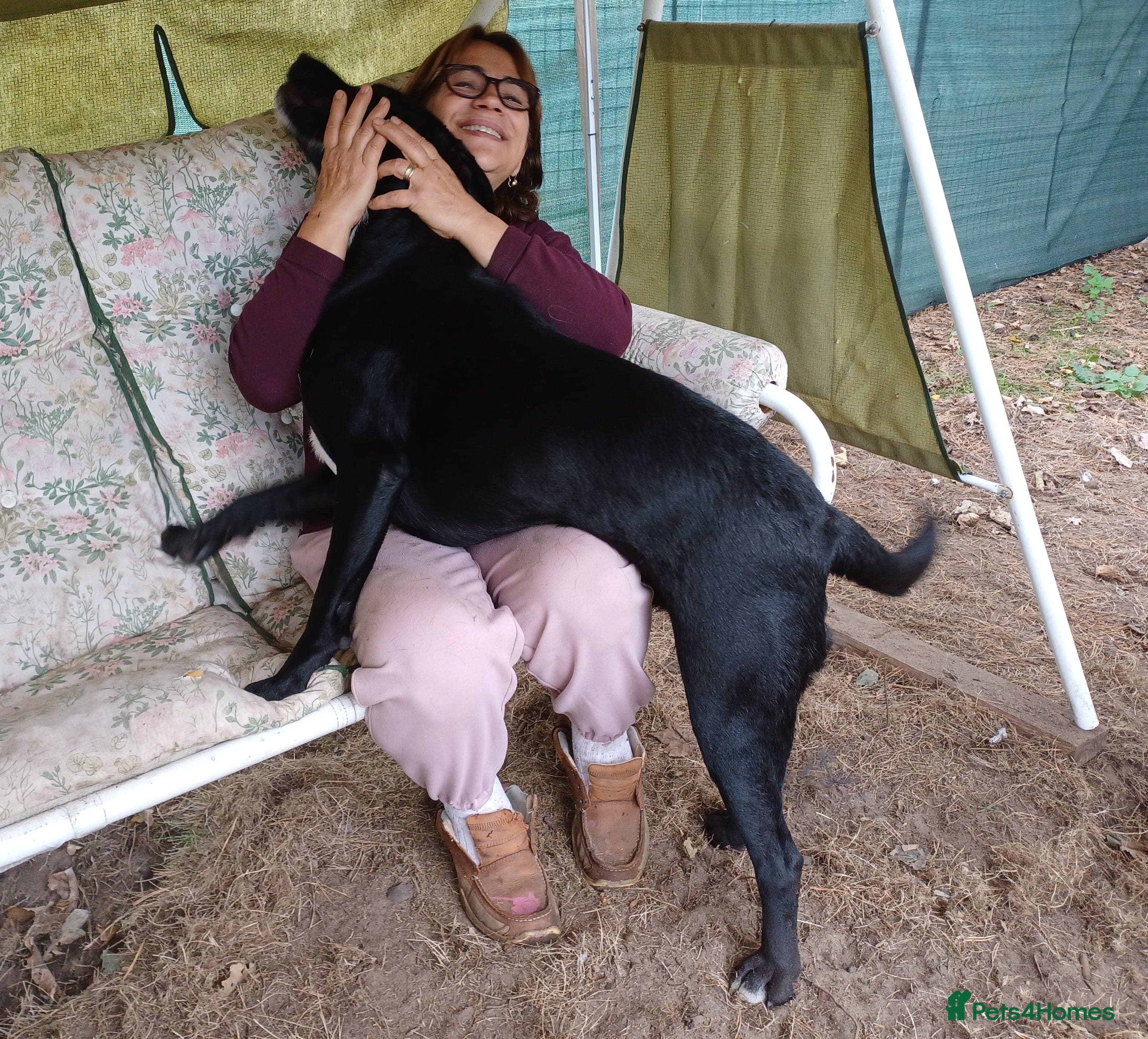 SHEAMUS,URGENT sensitive Soul Labrador Cross photo 10