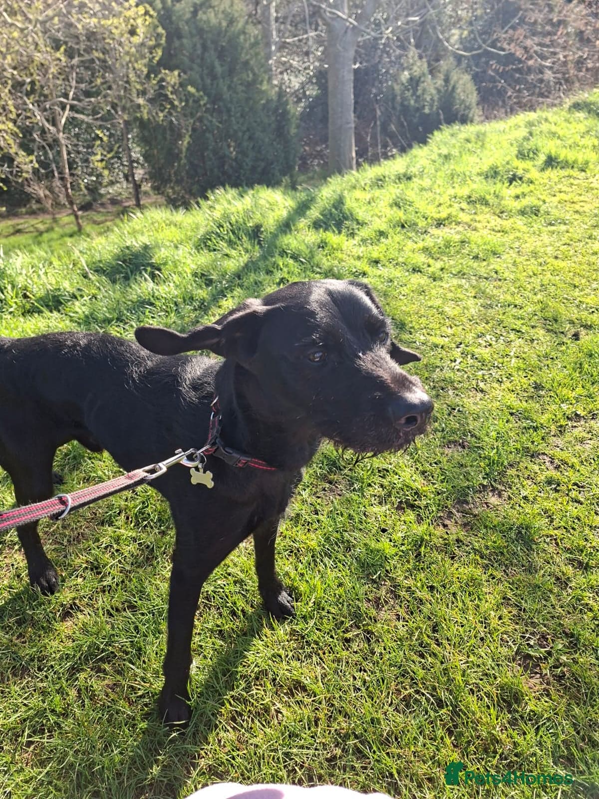 Guppy - GWP x lab photo 9