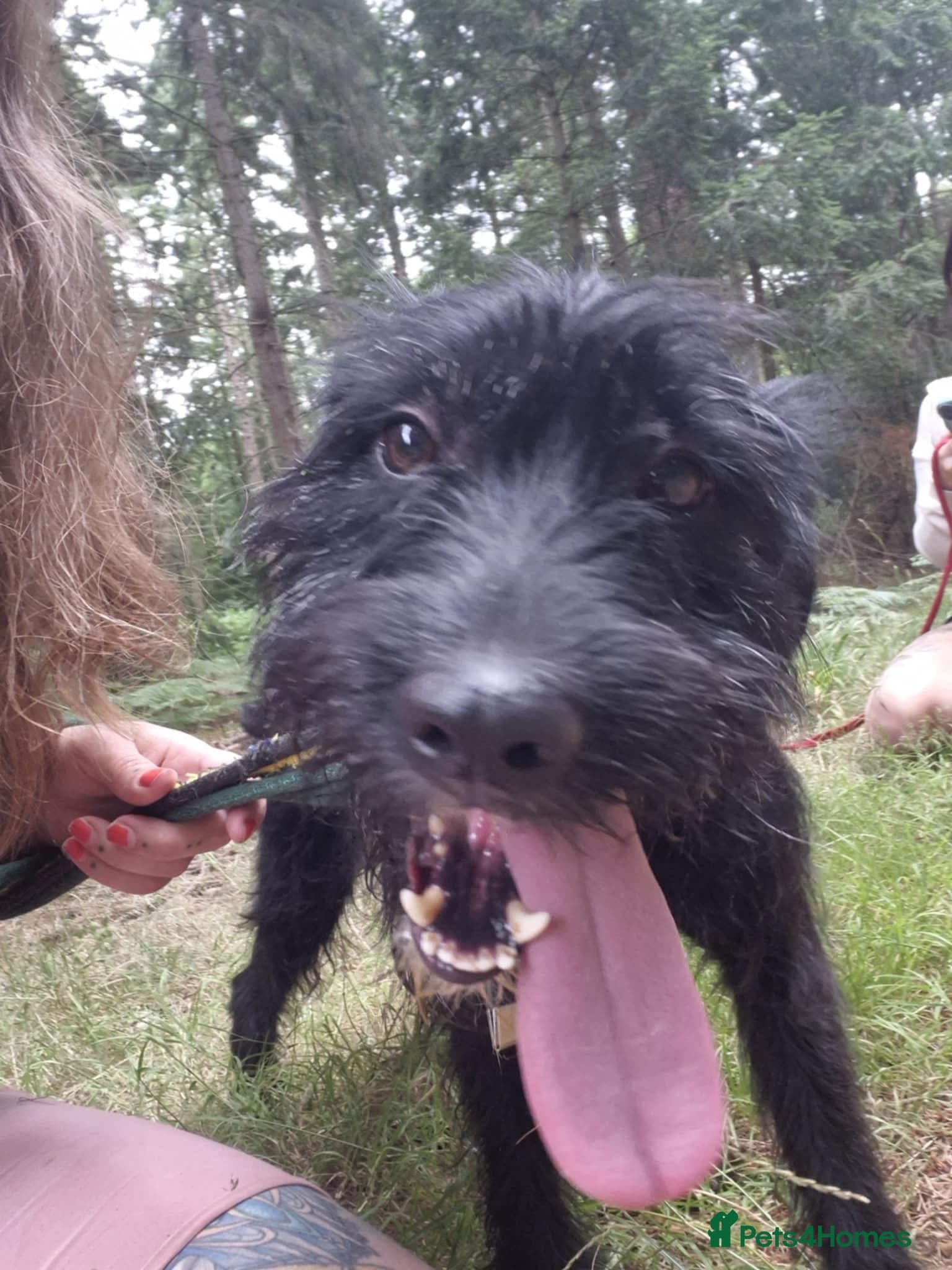 Micky - Norwich Norfolk photo 7