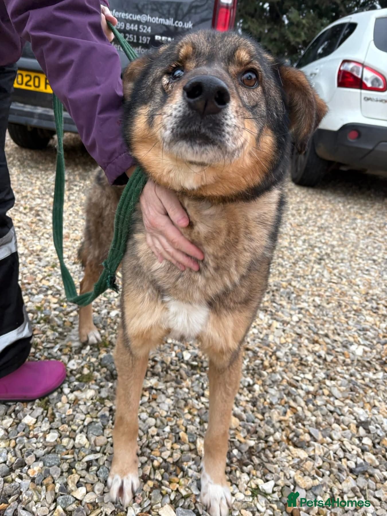 Rufus - Taverham Norfolk photo 8