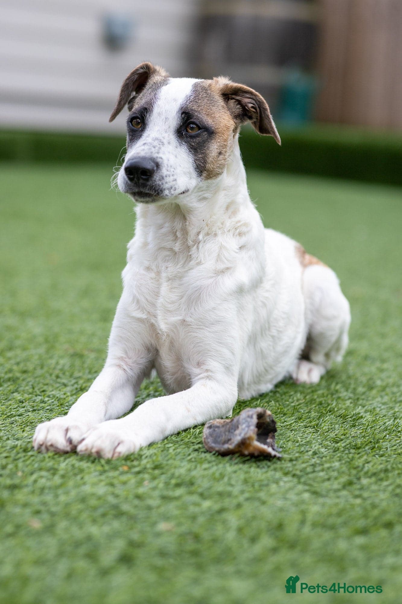 Petit Poppy — Mixed Breed