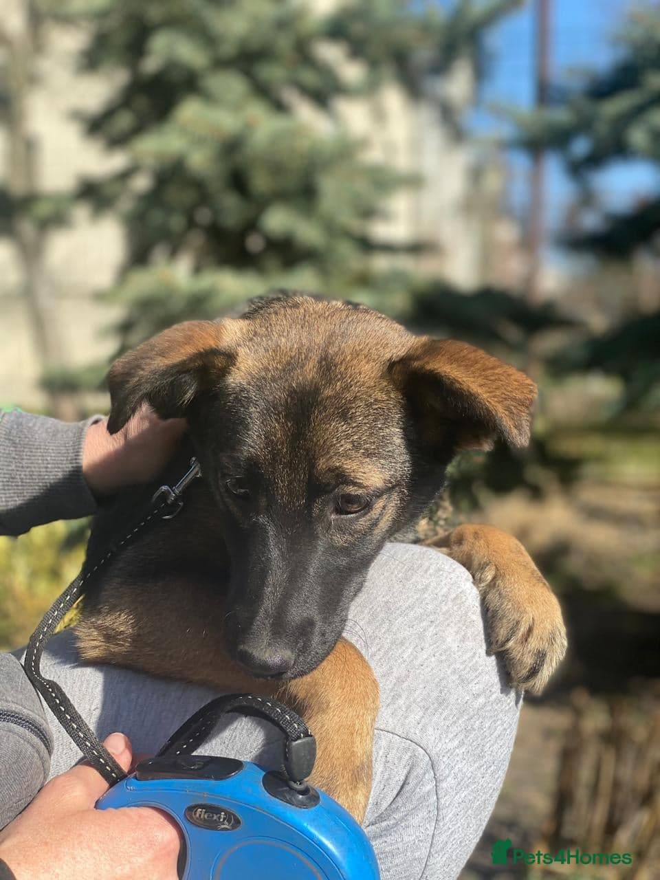 οΈπΆ kuba photo 11