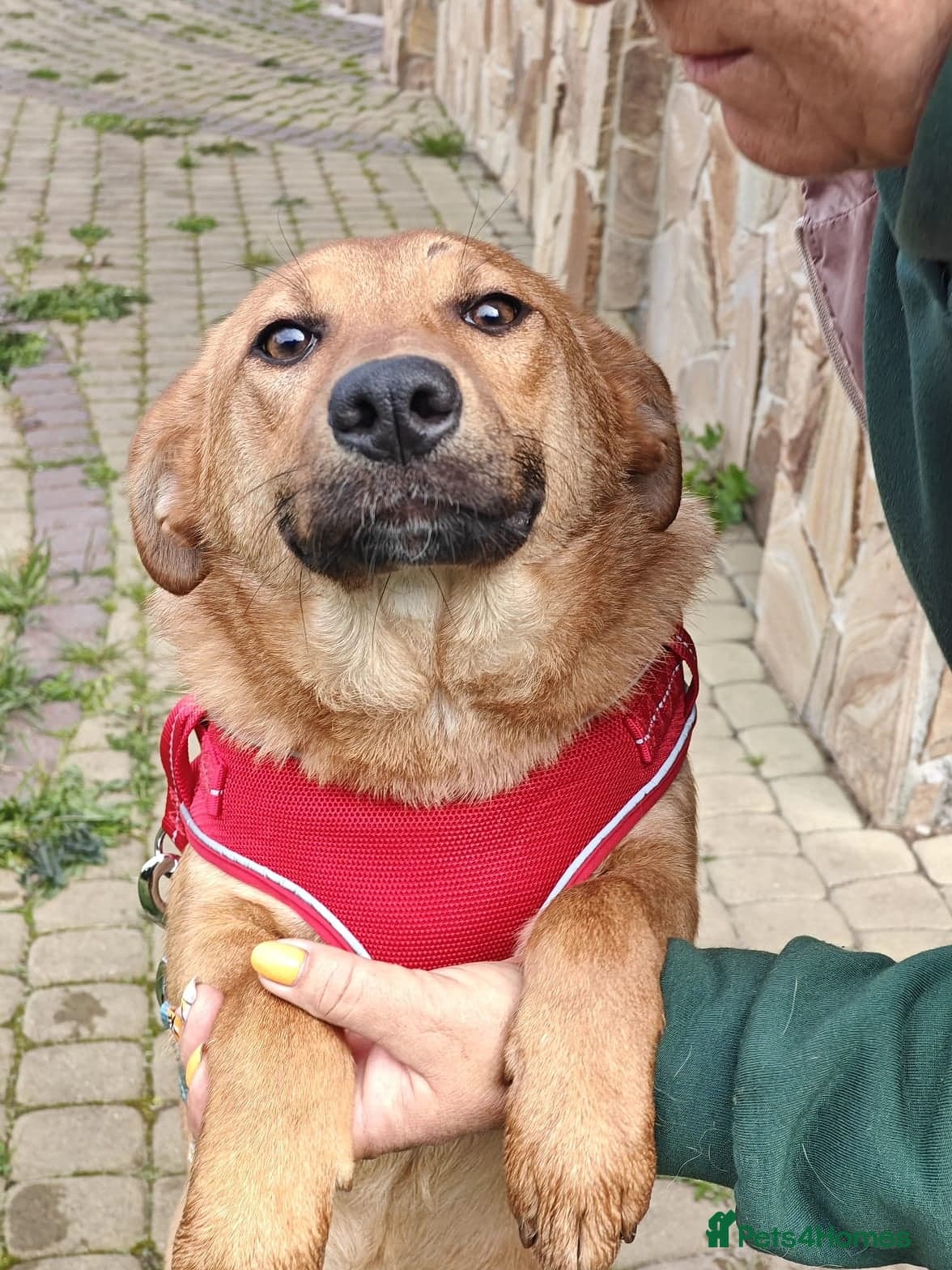 ๏ธ๐ถ yara photo 21