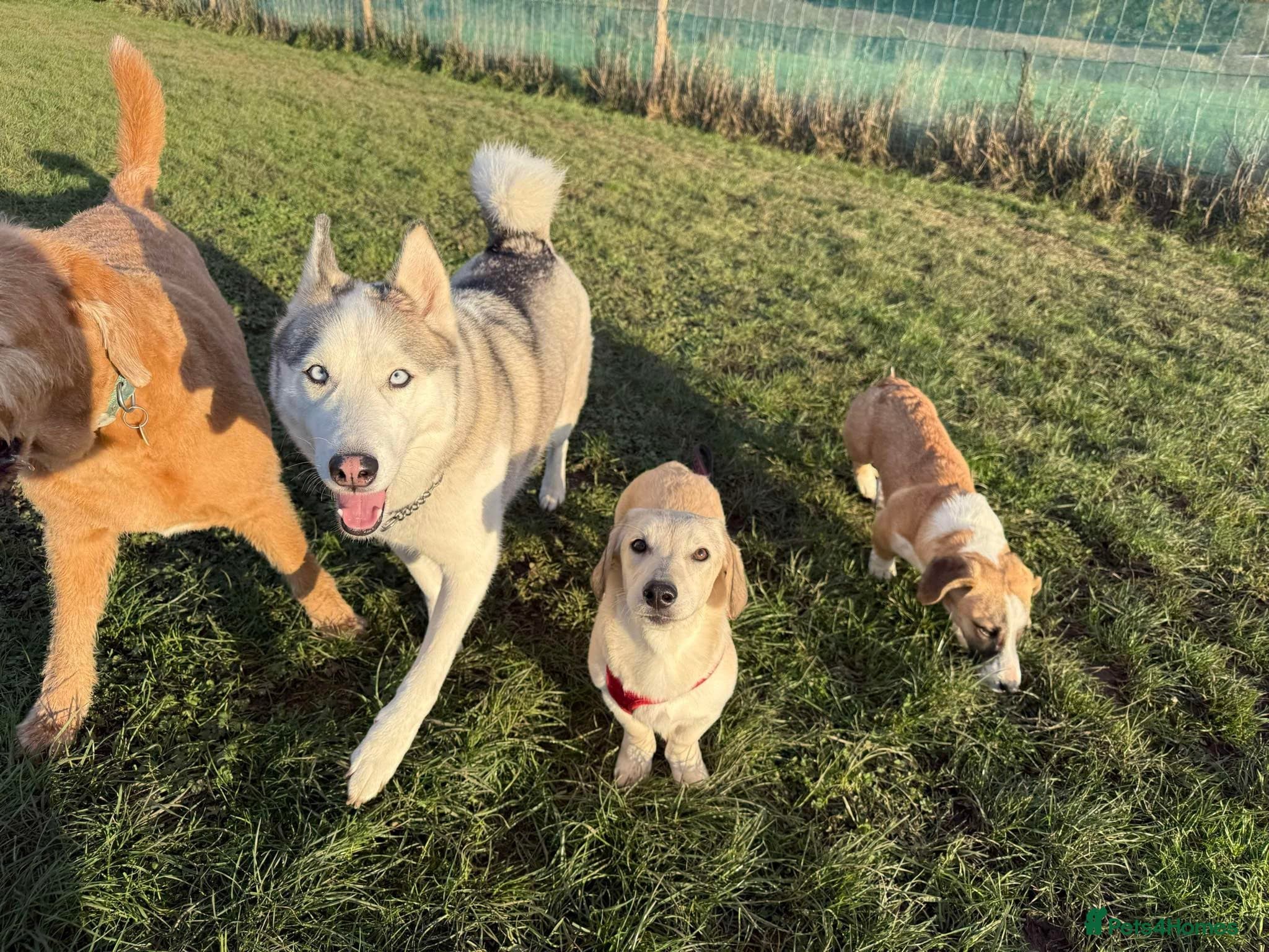 Roxanne - reserved photo 8