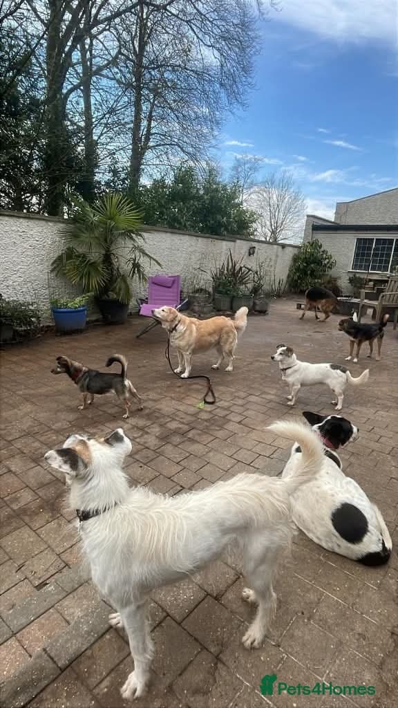 Meet Honey, currently residing in Guilford photo 12