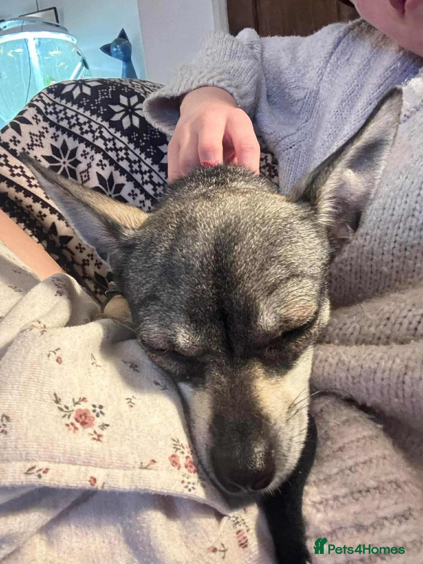 Bella - Hingham Norfolk photo 2