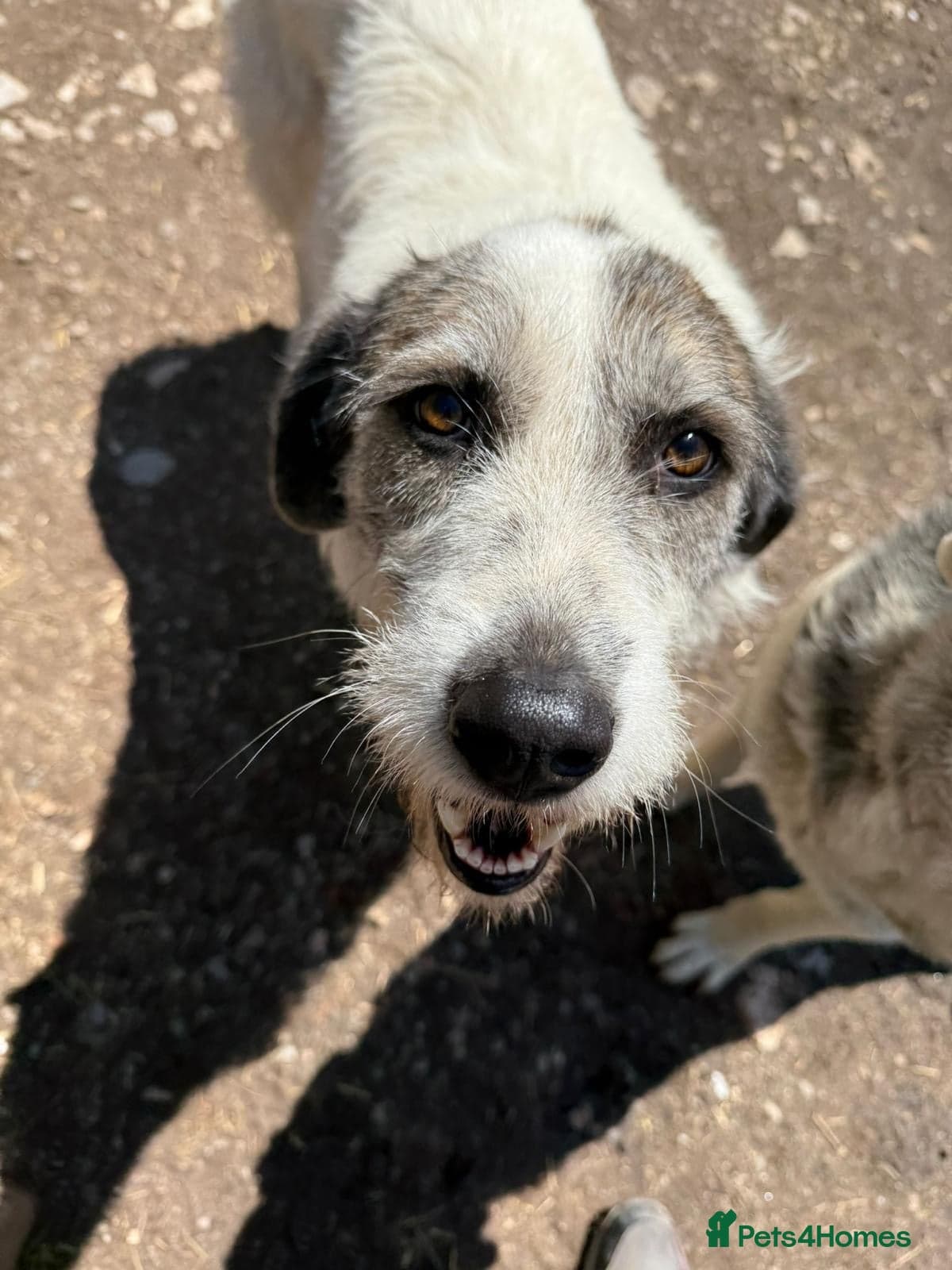 Bella π©· β Mixed Breed