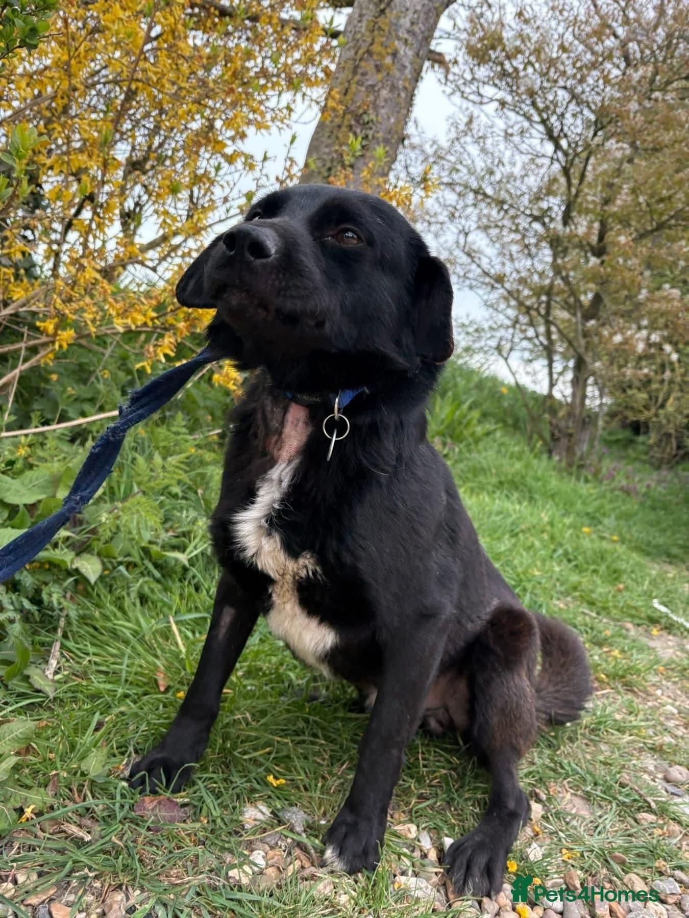 Callum - Norwich Norfolk photo 4