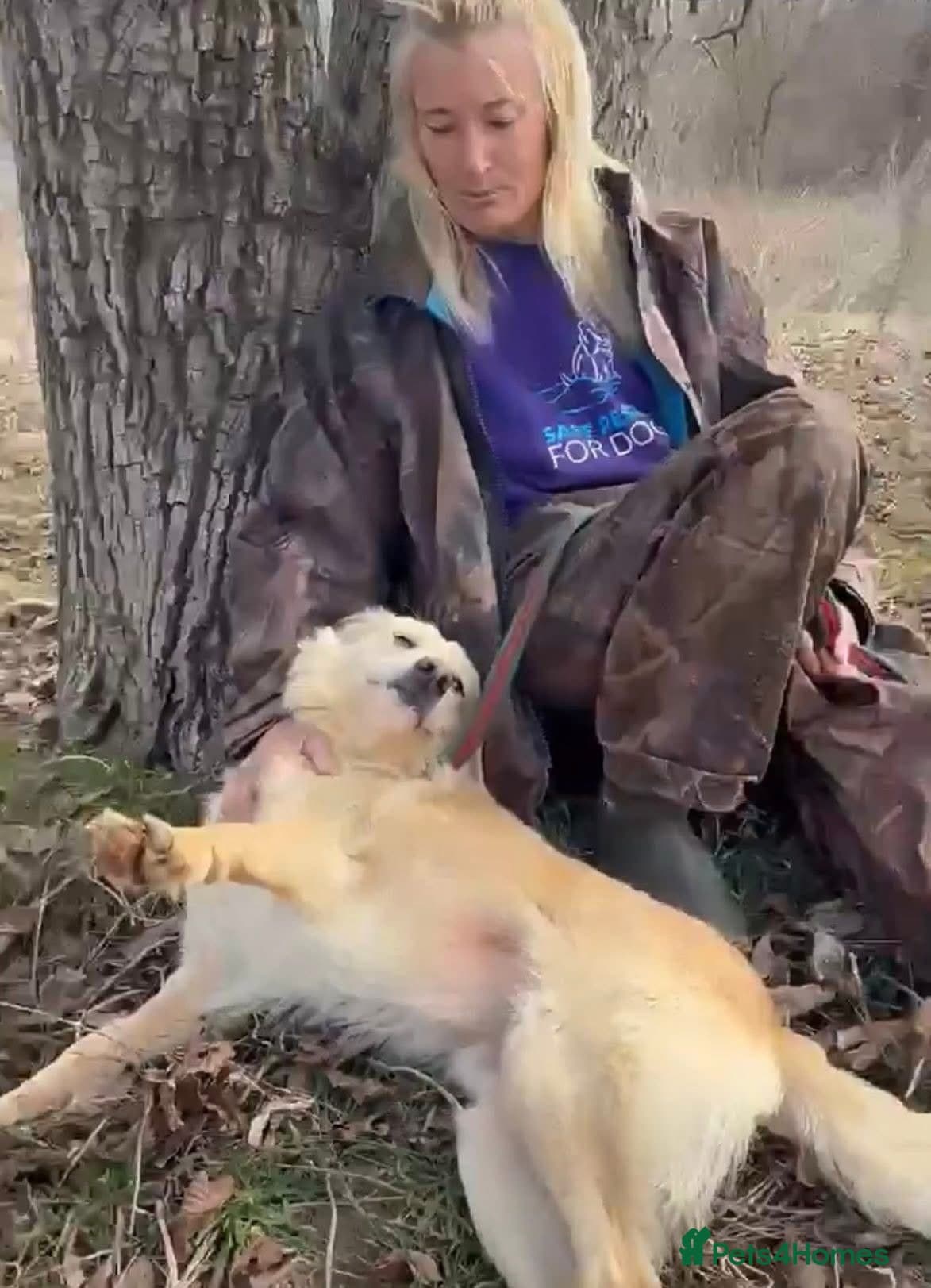 Gerrard - Norwich Norfolk photo 5