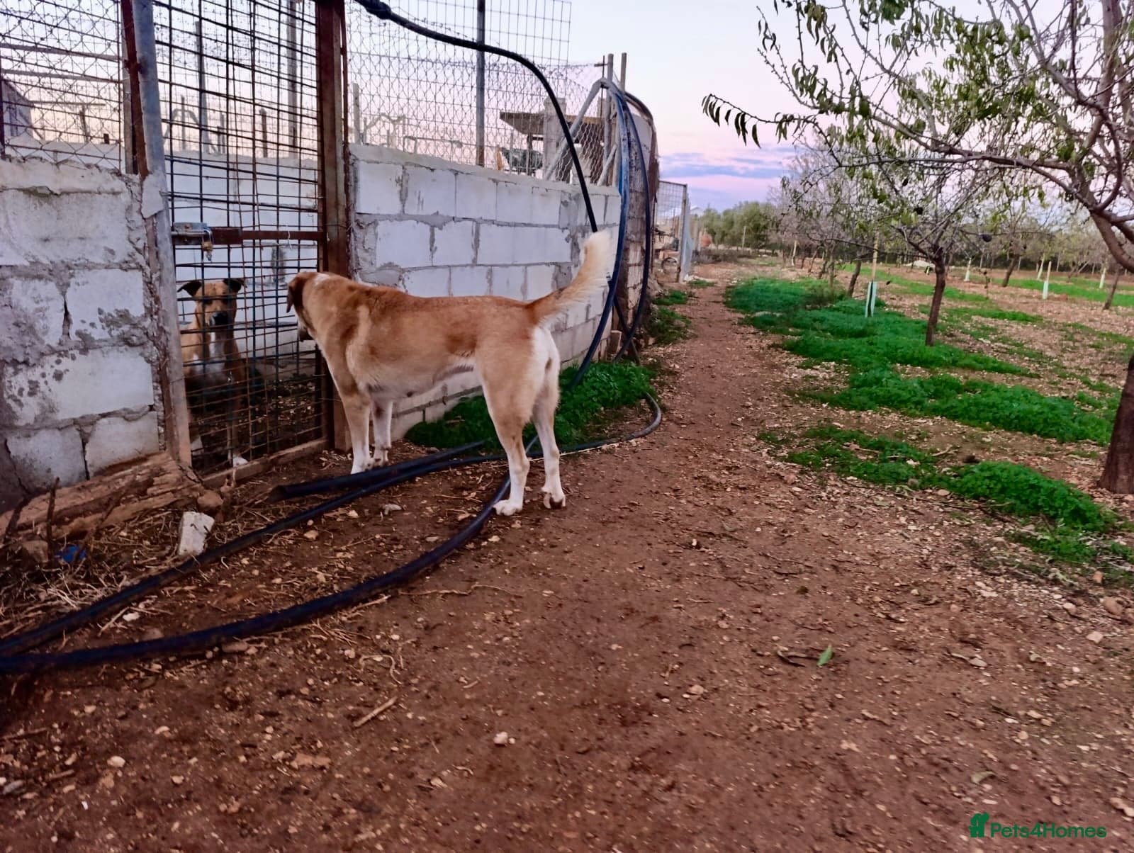 ️🚨URGENT FOSTER OR adopter needed. photo 11