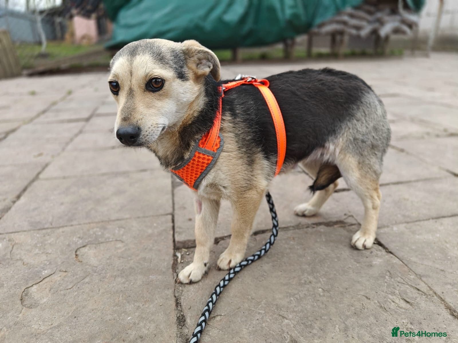 οΈπΆ maree photo 19