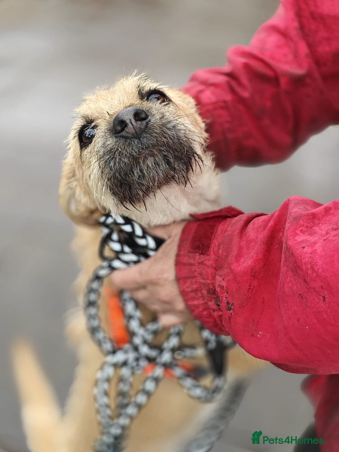 οΈπΆ bekki β Mixed Breed