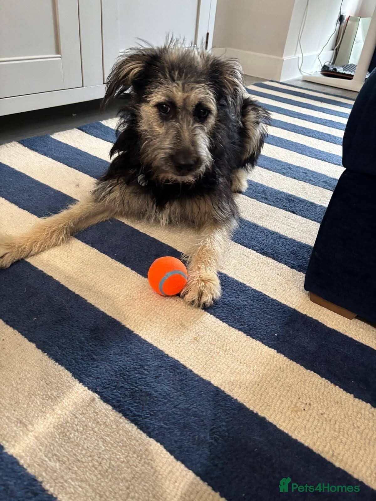 Meet Courgetti, currently residing in Norfolk photo 4